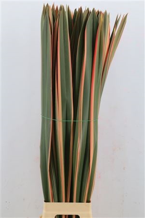 Pandanus 90cm