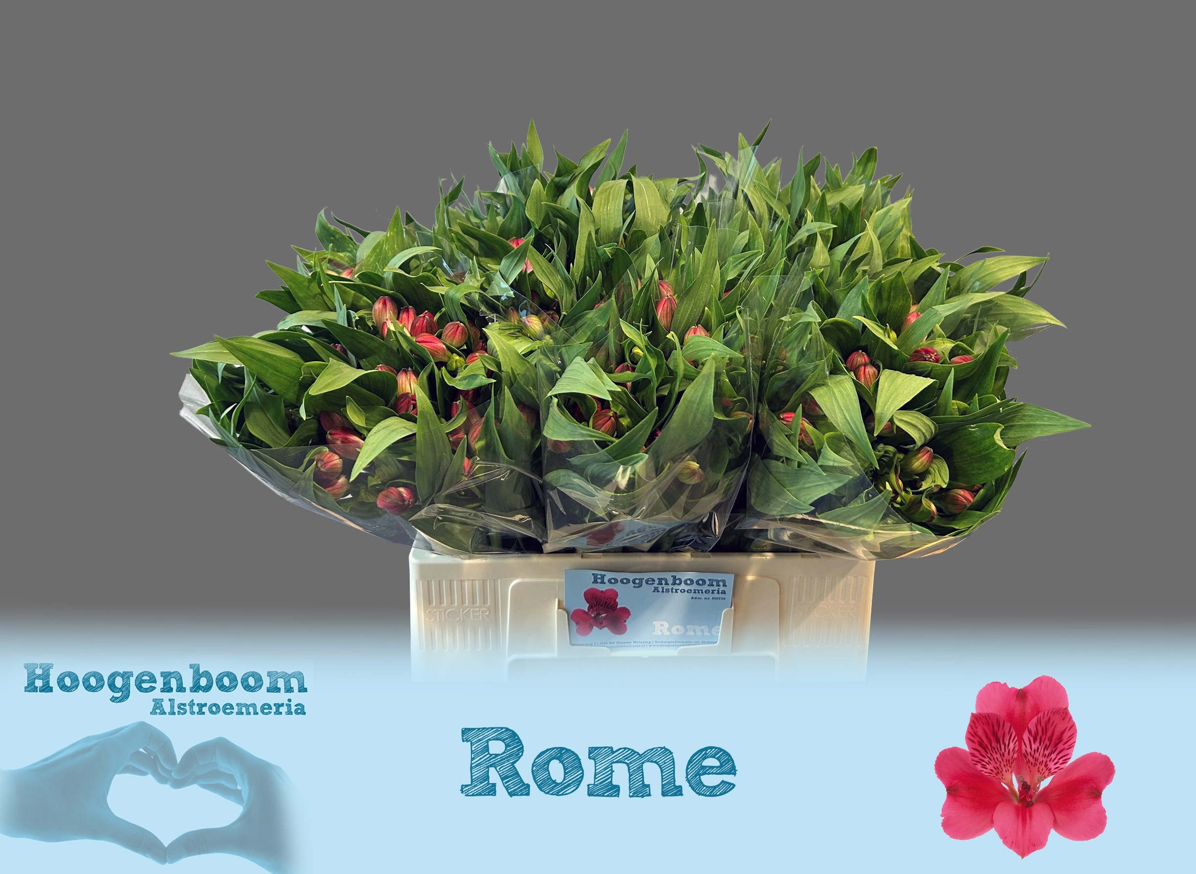 Alstr Rome 60cm 40gram