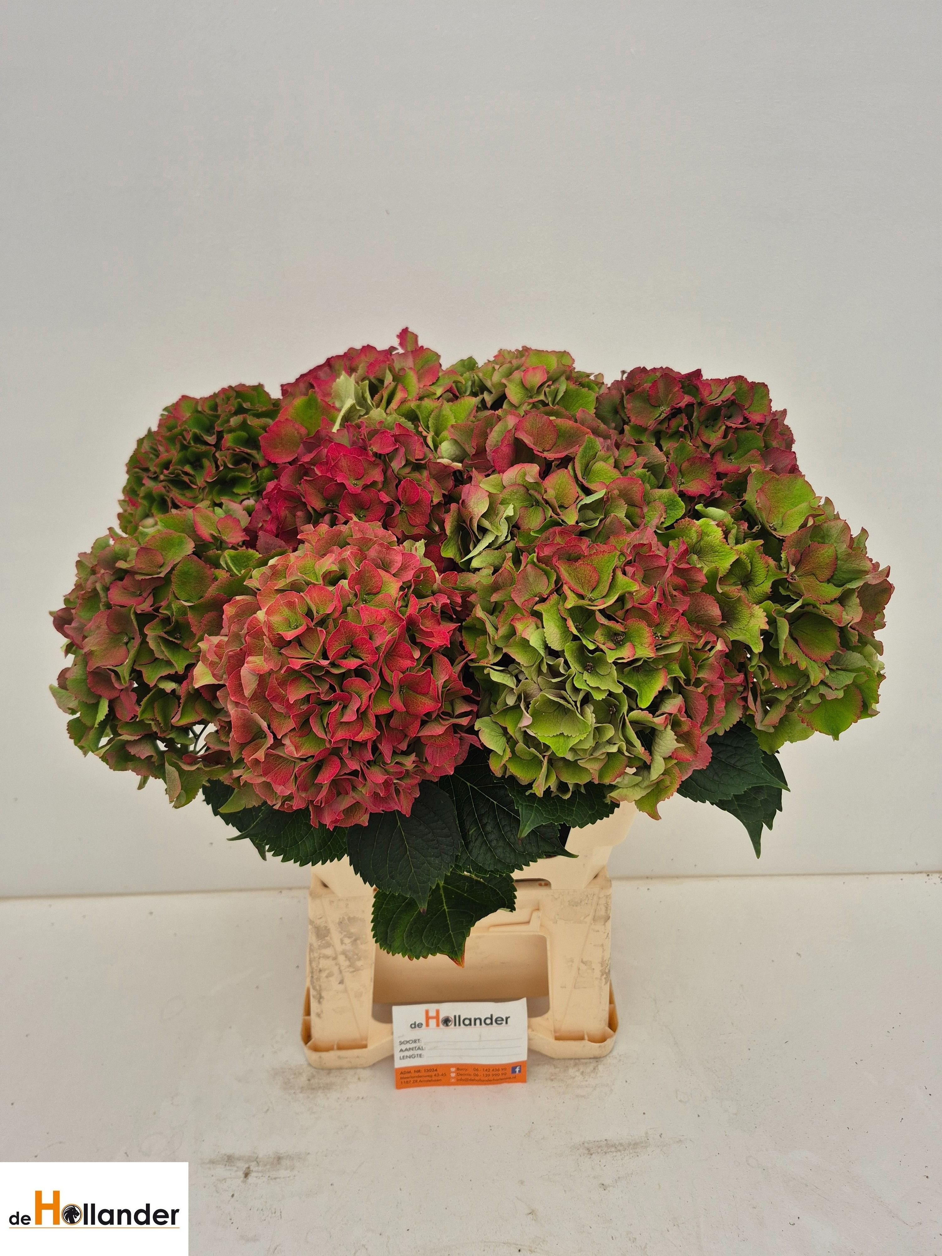 Hydrangea Royal Palace Classic 60cm 17Ø