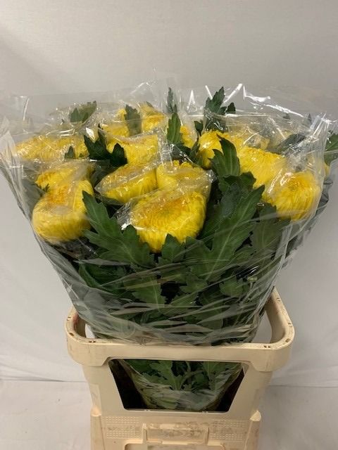Chr G Bislet Yellow 80cm 155gram