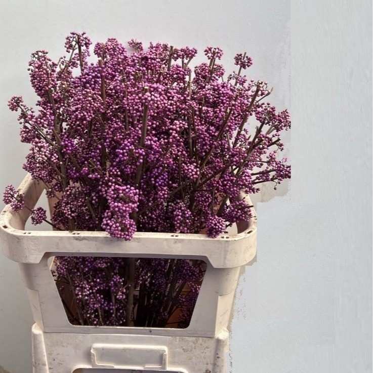 Callicarpa Bod Giraldi(imp) 80cm