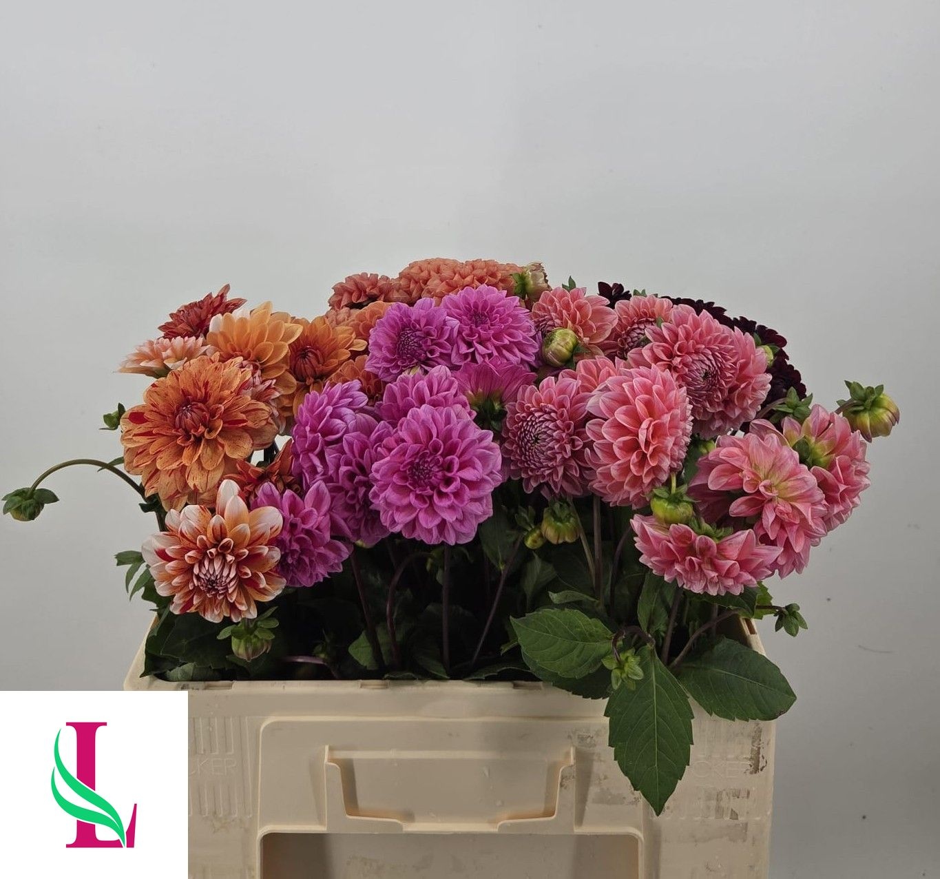 Dahlia Mixed In Bucket 50cm