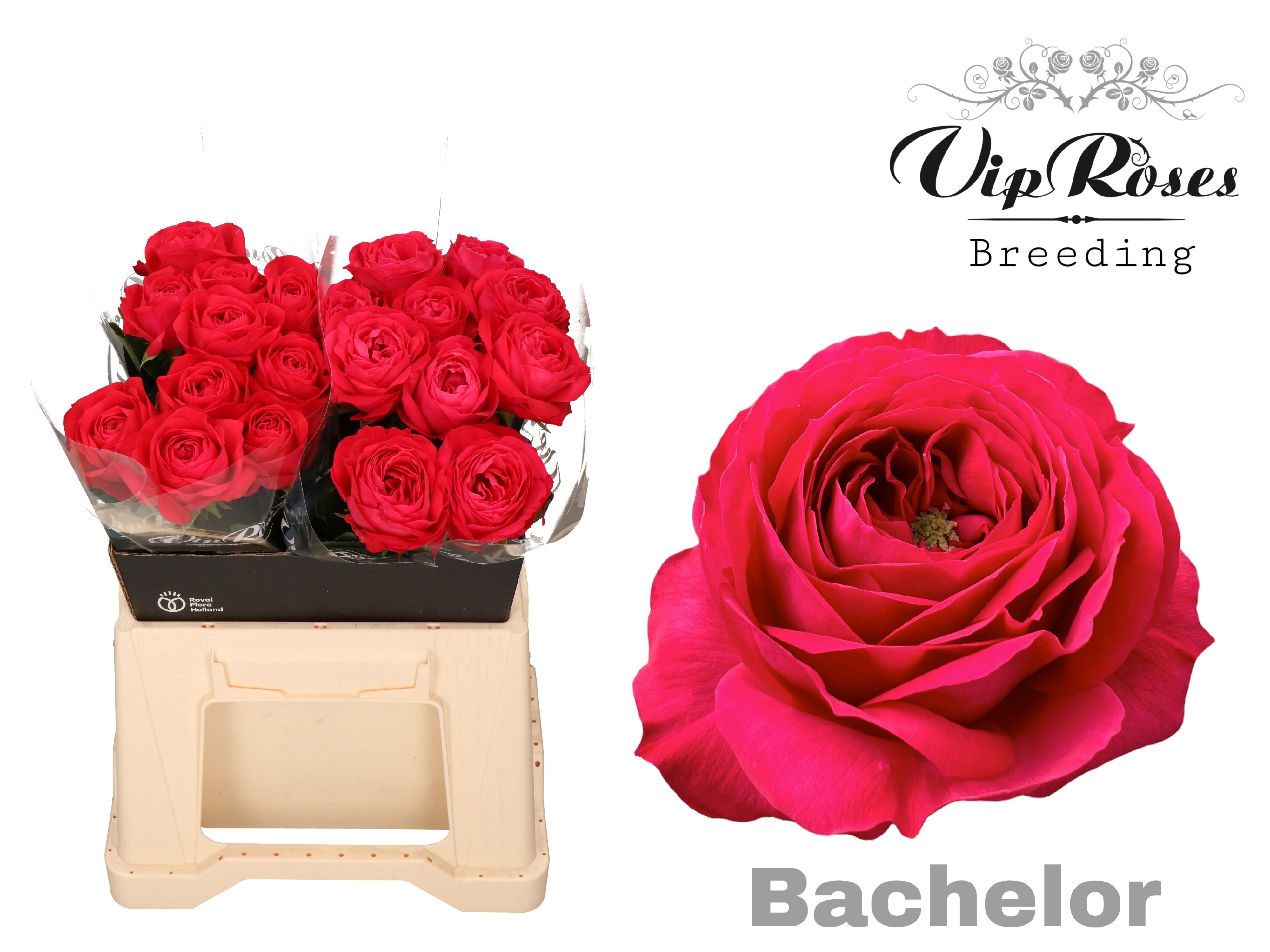 R Gr Bachelor