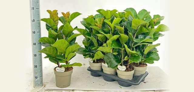 Ficus Lyrata Bambino 17P 70H 3stek