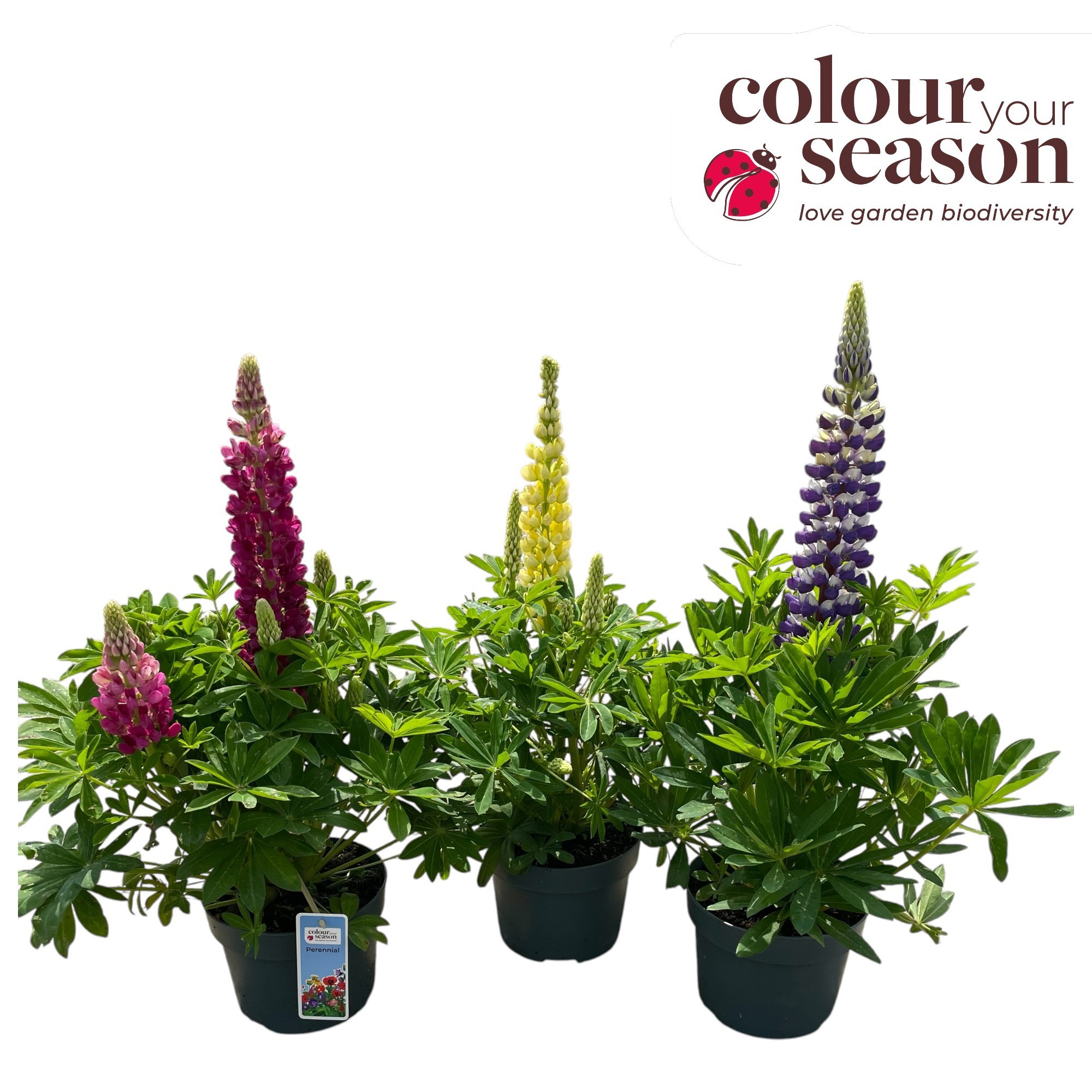 Lupinus lupinova mix