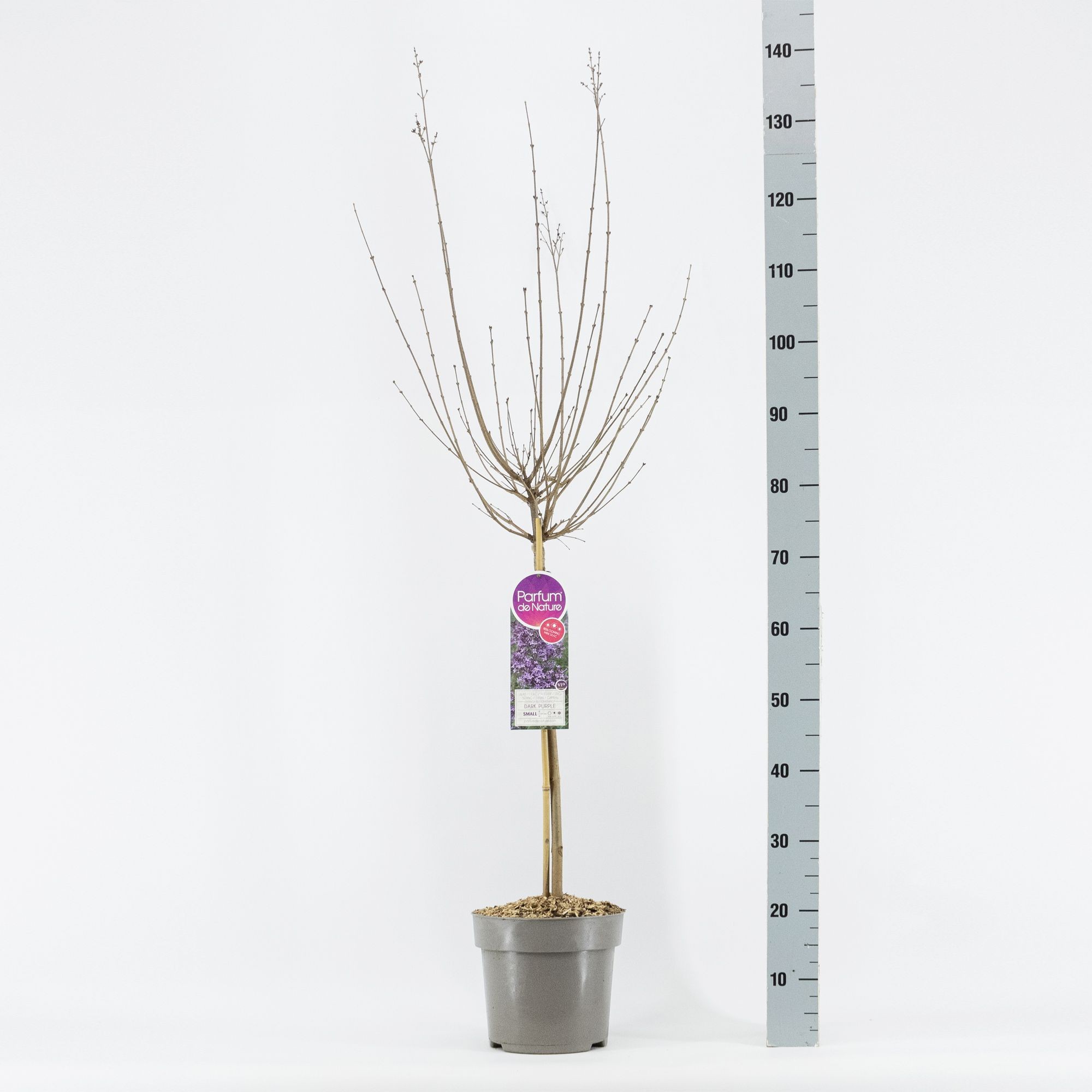 Syringa BLOOMERANG ® Dark Purple, stam 50, 2-jarig