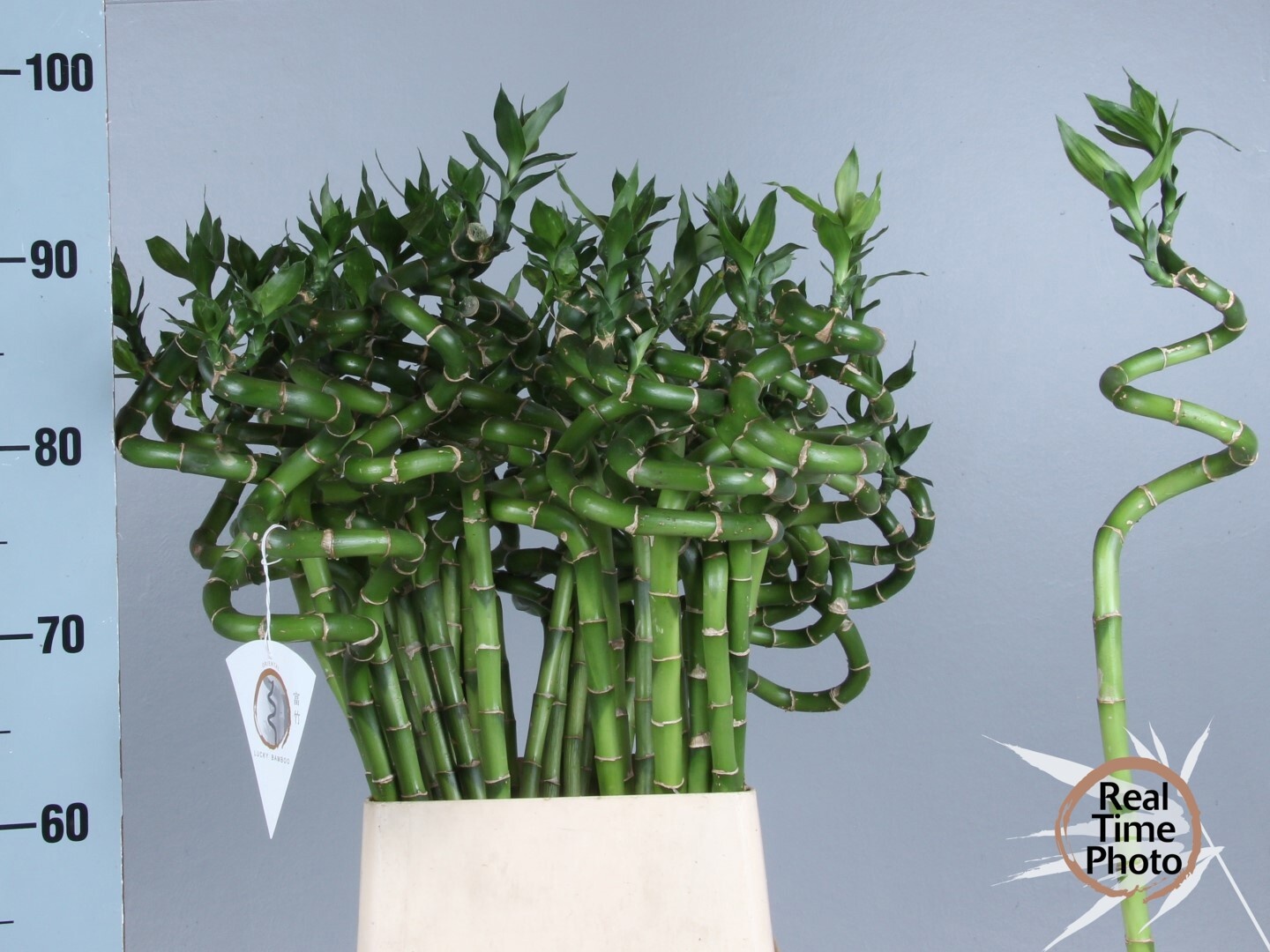 Dracaena Lucky Bamboo 90cm