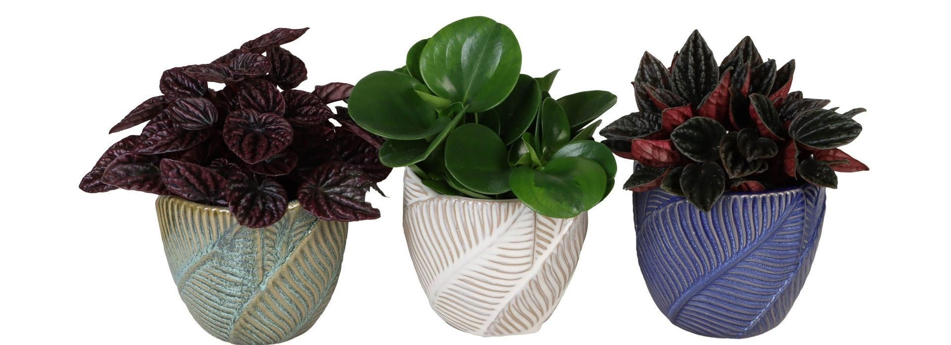 Peperomia L 66012 With Peperomia Mix