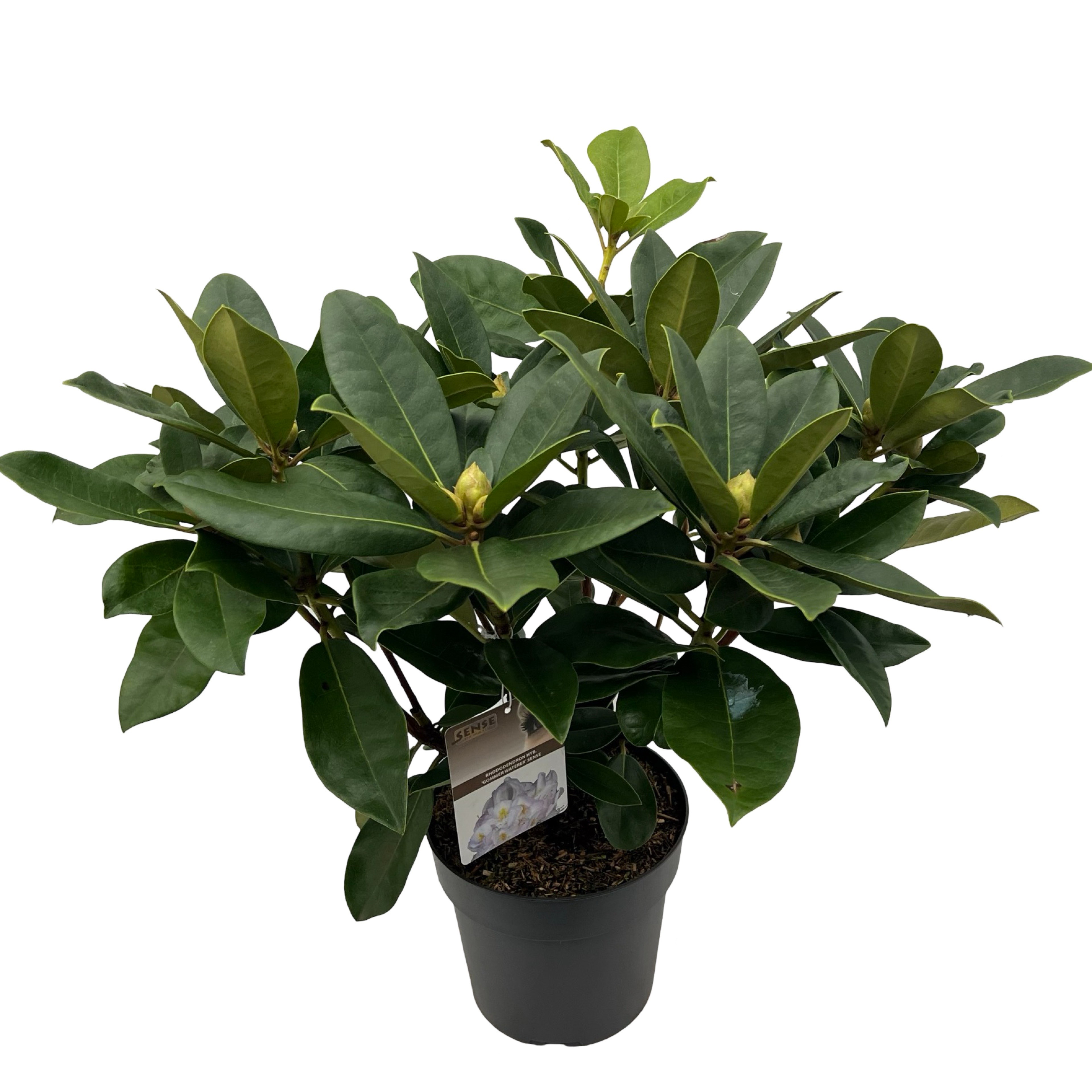 Picture of Rhododendron hyb. Gommer Waterer P23 (5 Ltr) (LOOSE)