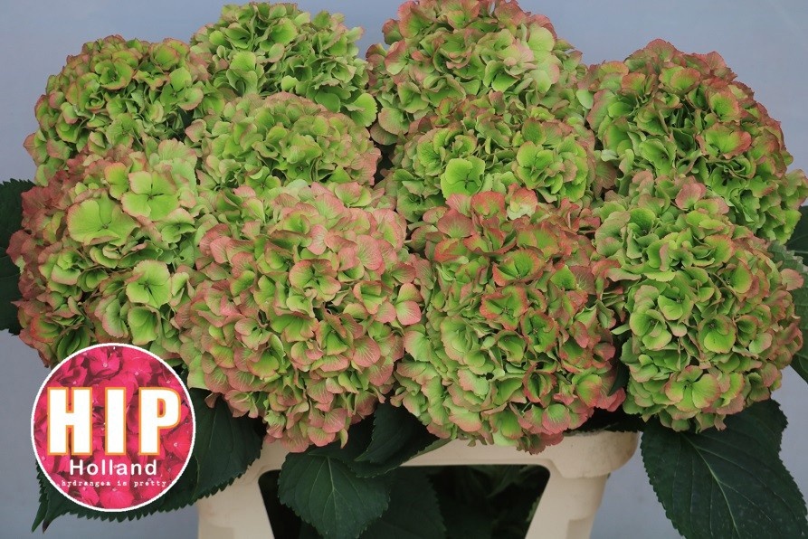 Hydrangea Verena Classic Pink 80cm 22Ø