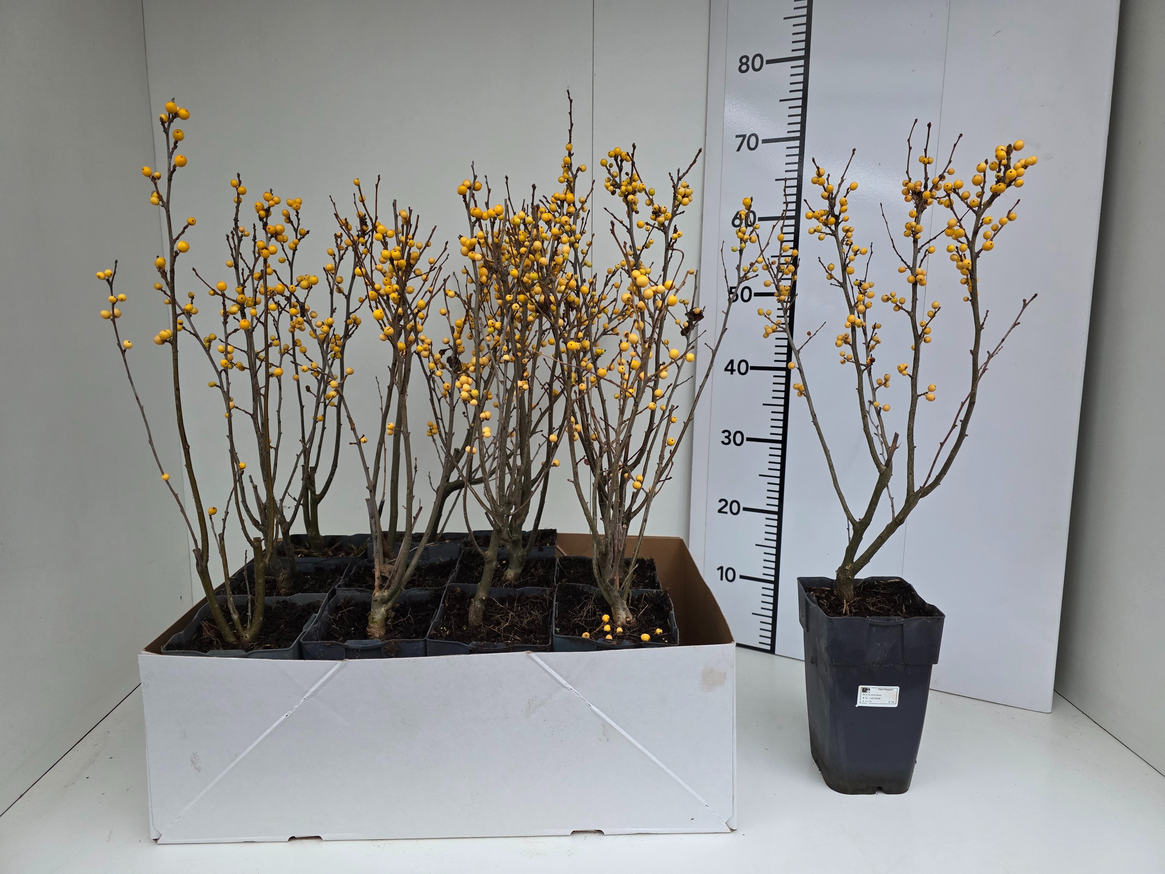 Ilex Verticillata 15P 60H
