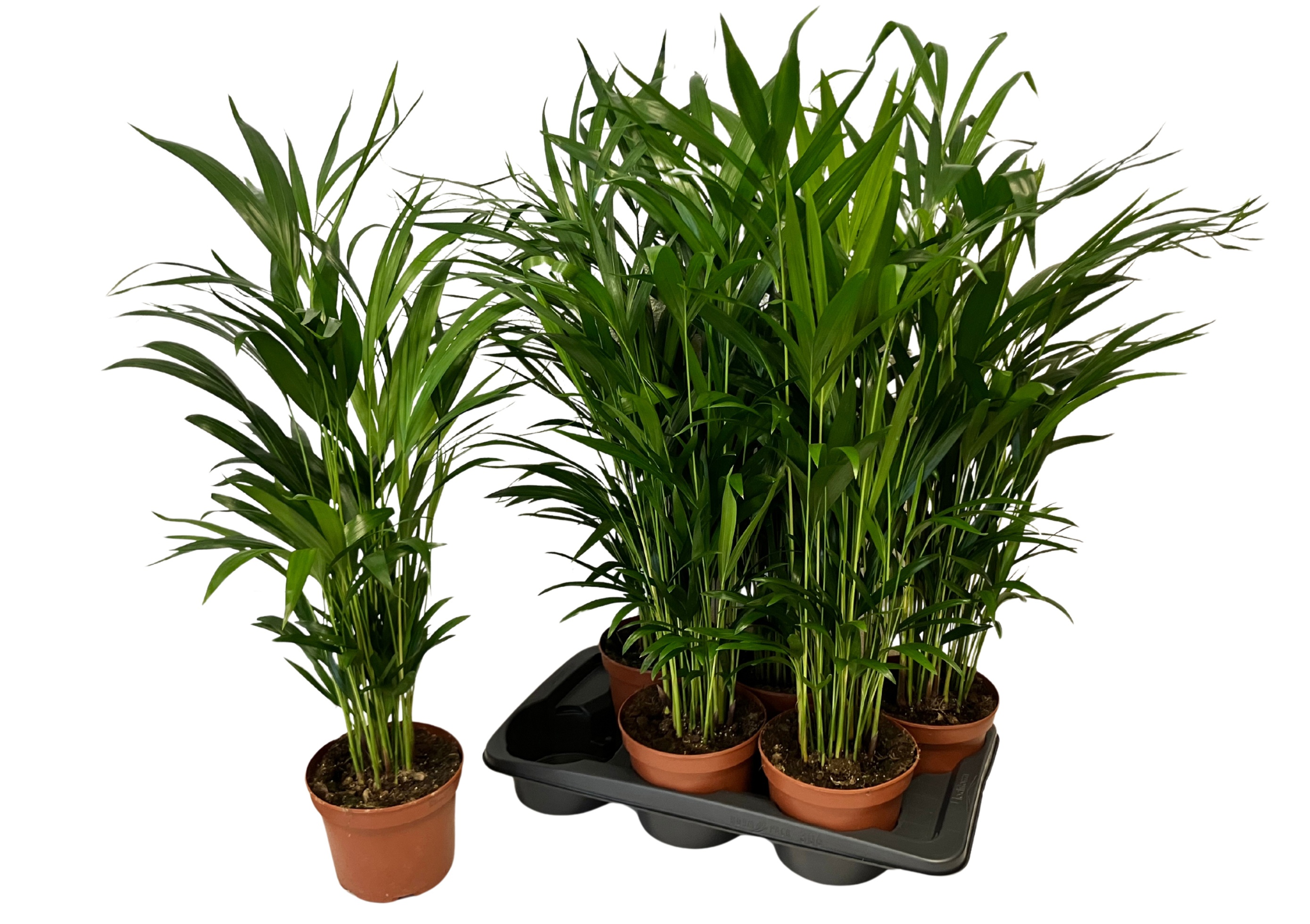 Dypsis Lutescens 17P 75H 20stek
