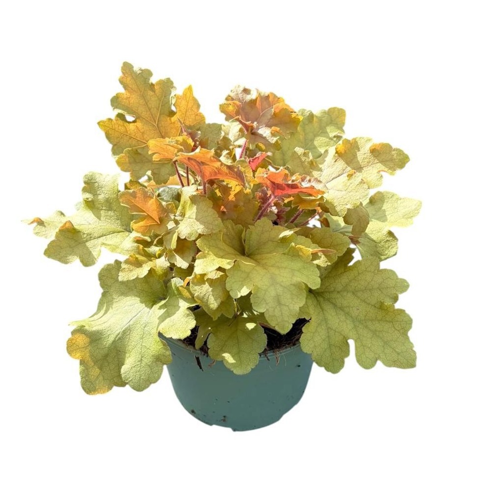 Heuchera 'Marmelade'