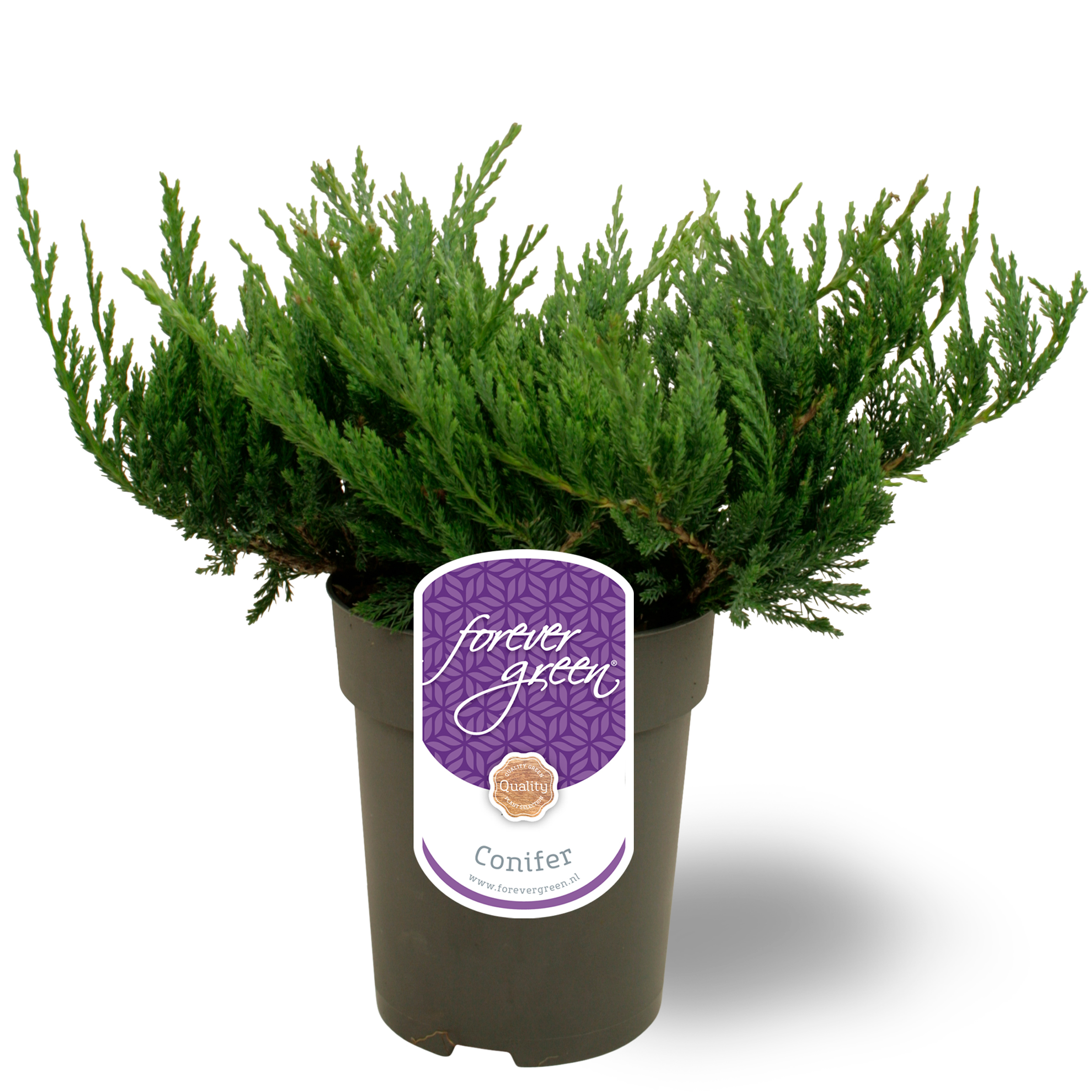 Picture of Juniperus horizontalis 'Blue Chip' P15