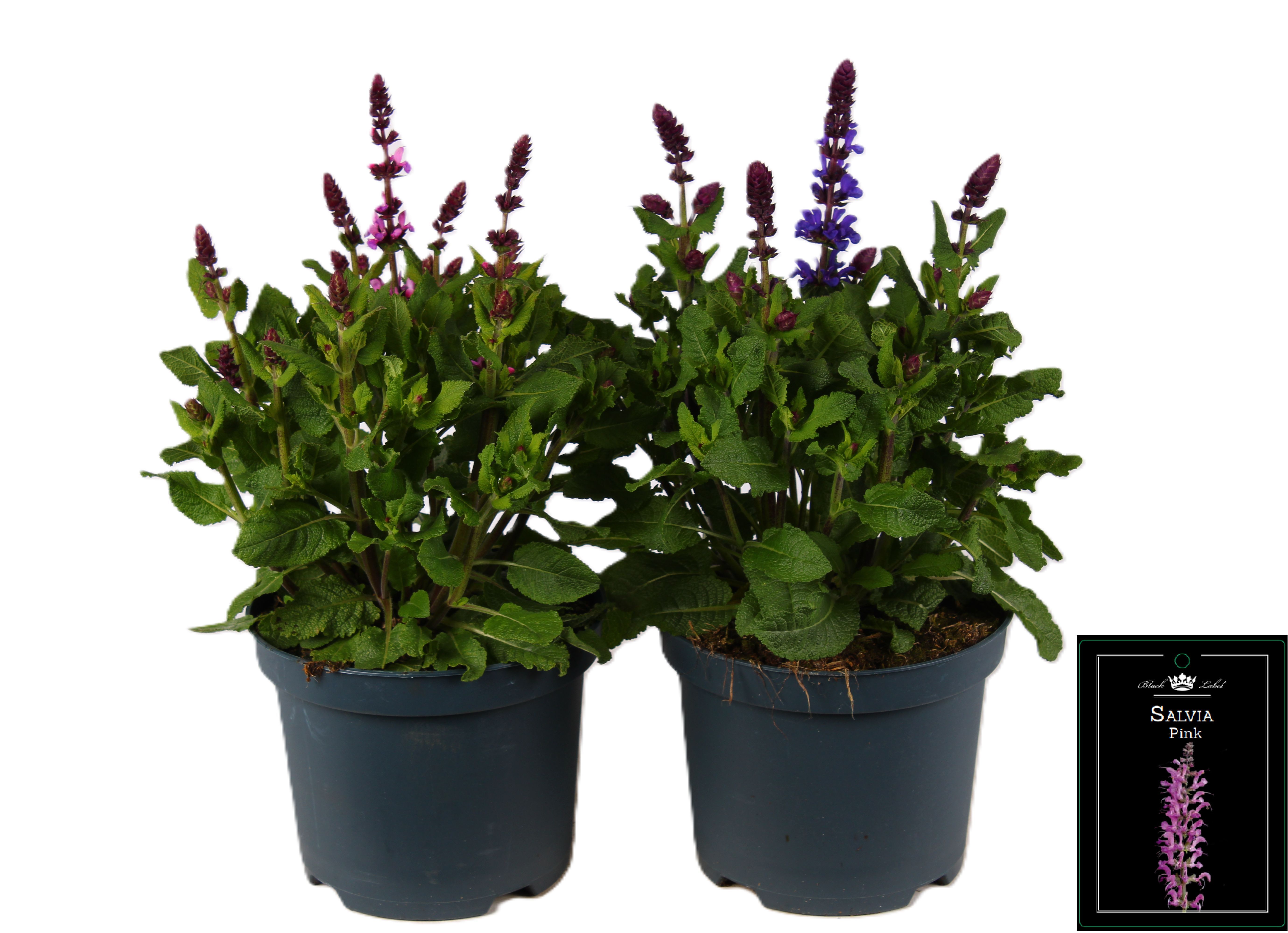 Picture of Salvia mixed-shelf