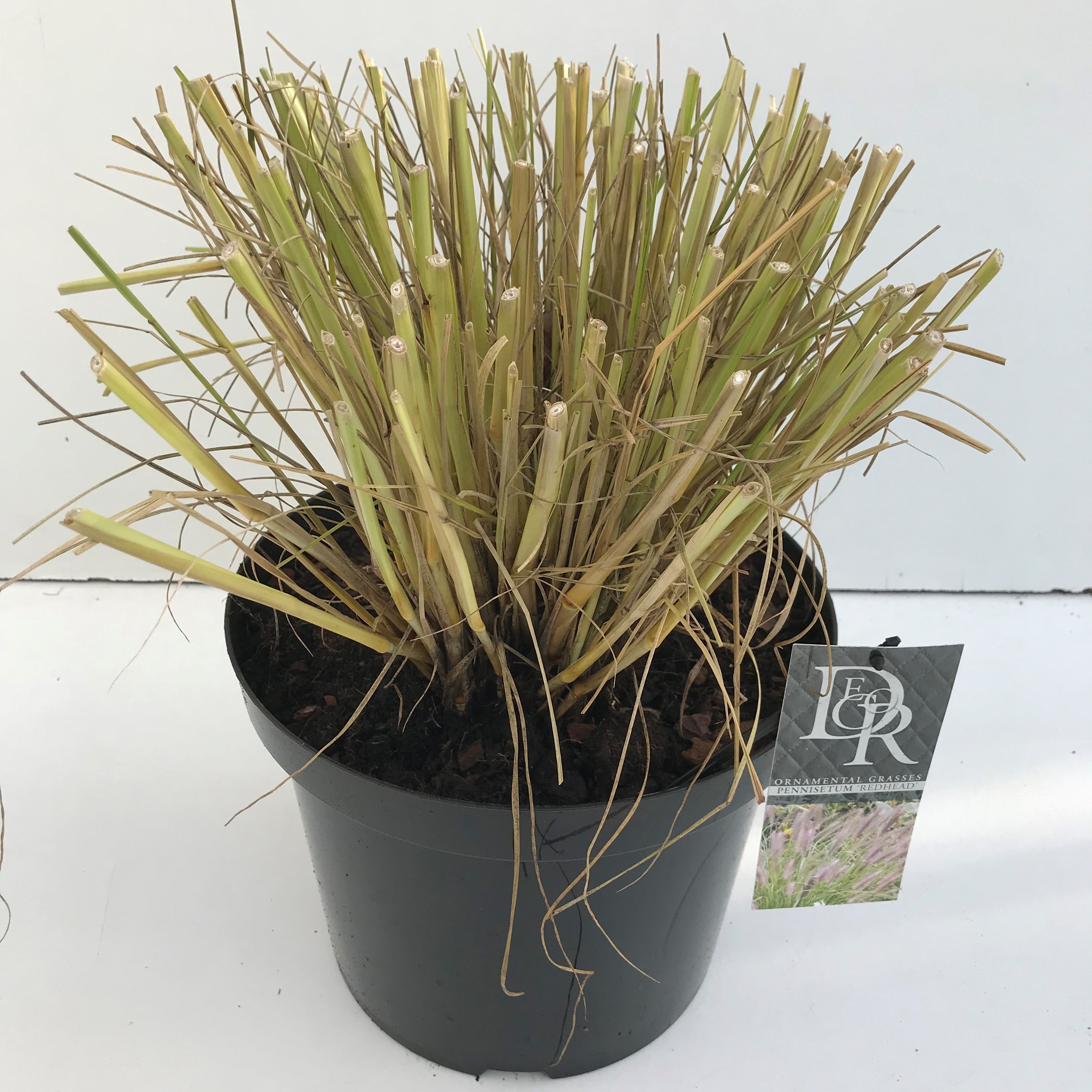 Picture of Pennisetum Red Head P29 (10 Ltr) (LOOSE)