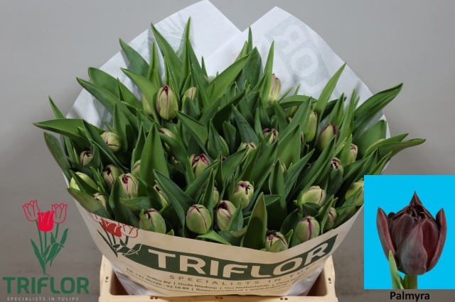 Tulipa Double Palmyra 41cm 34gram