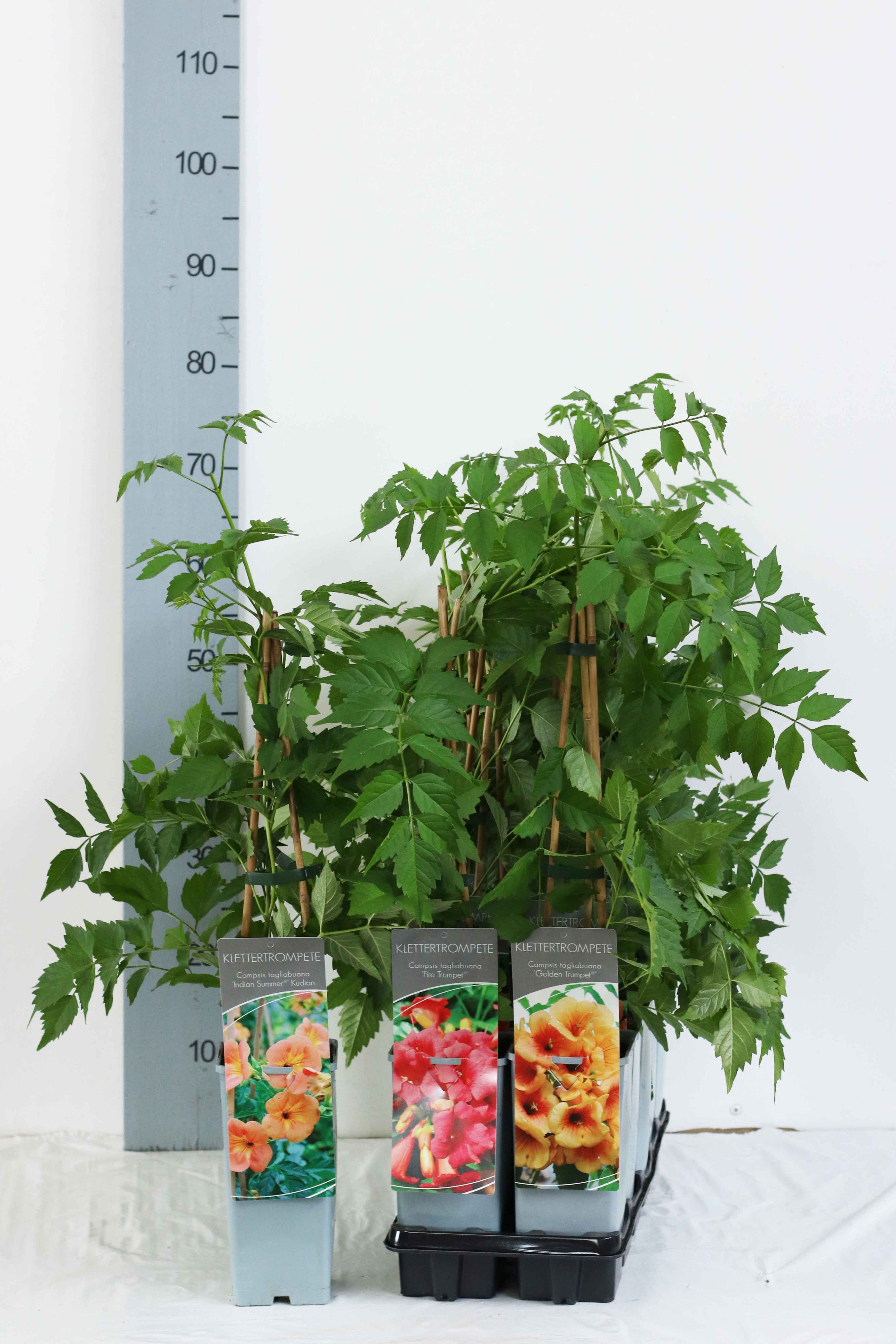 Campsis Licence varieties