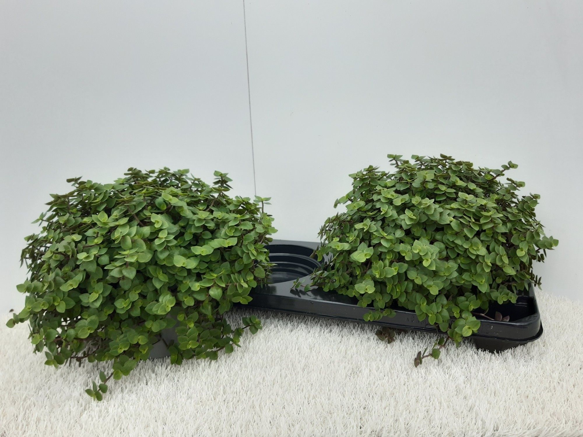 Callisia Repens 15P 20H
