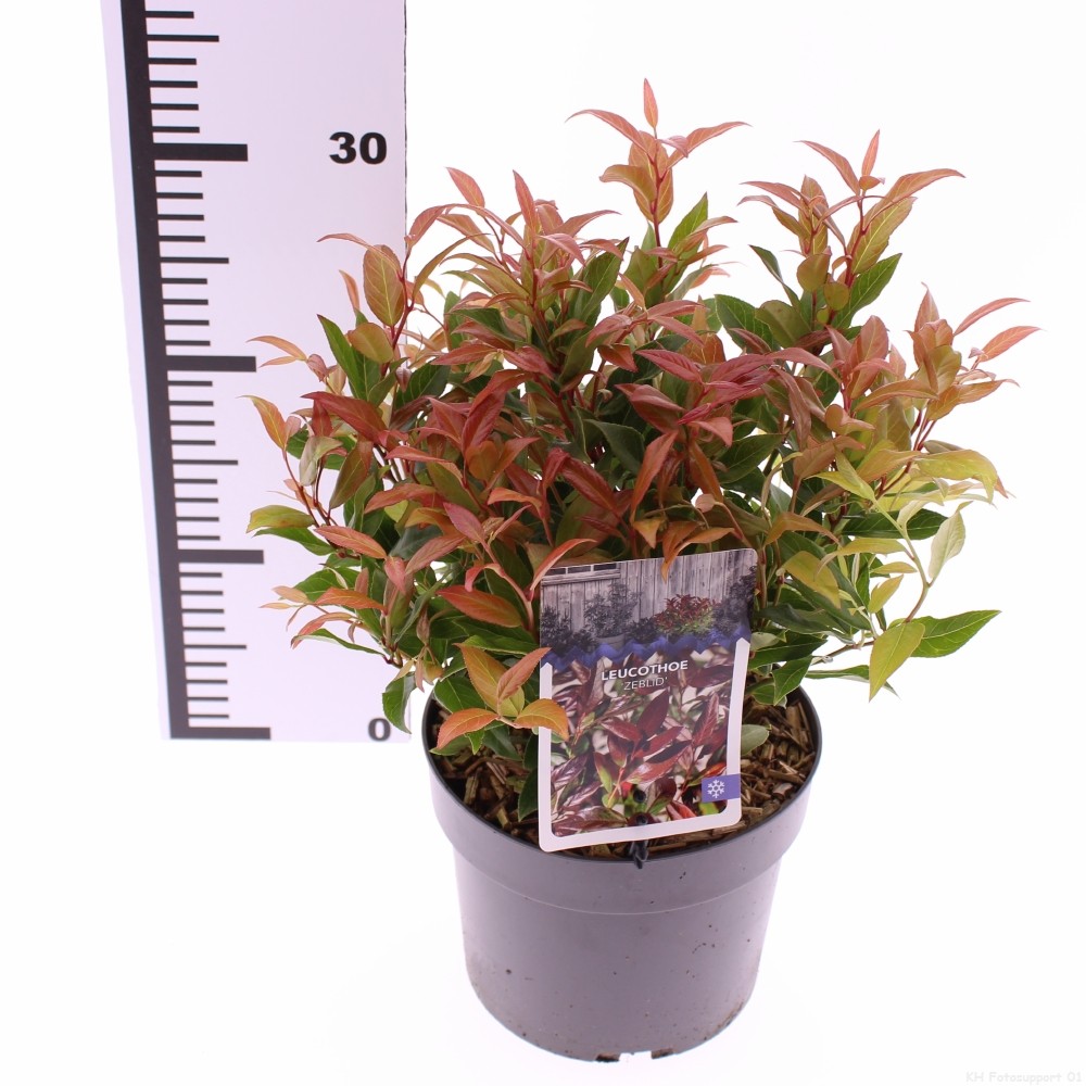 Picture of Leucothoe 'Zeblid'