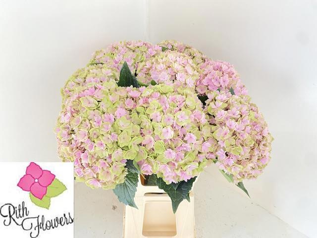 Hydrangea Royal Pink Highness 60cm 22Ø