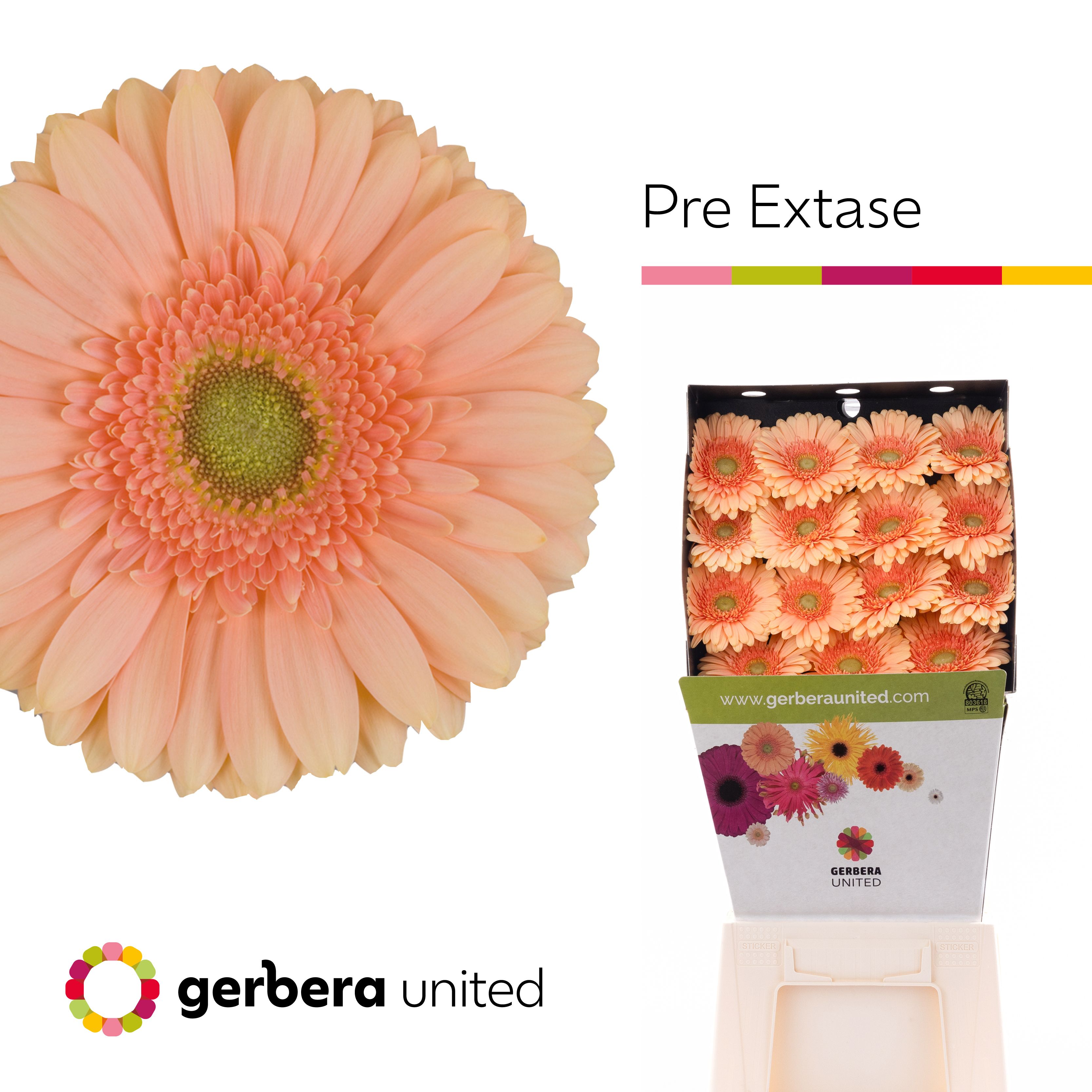 Ge Gr Pre - Extase