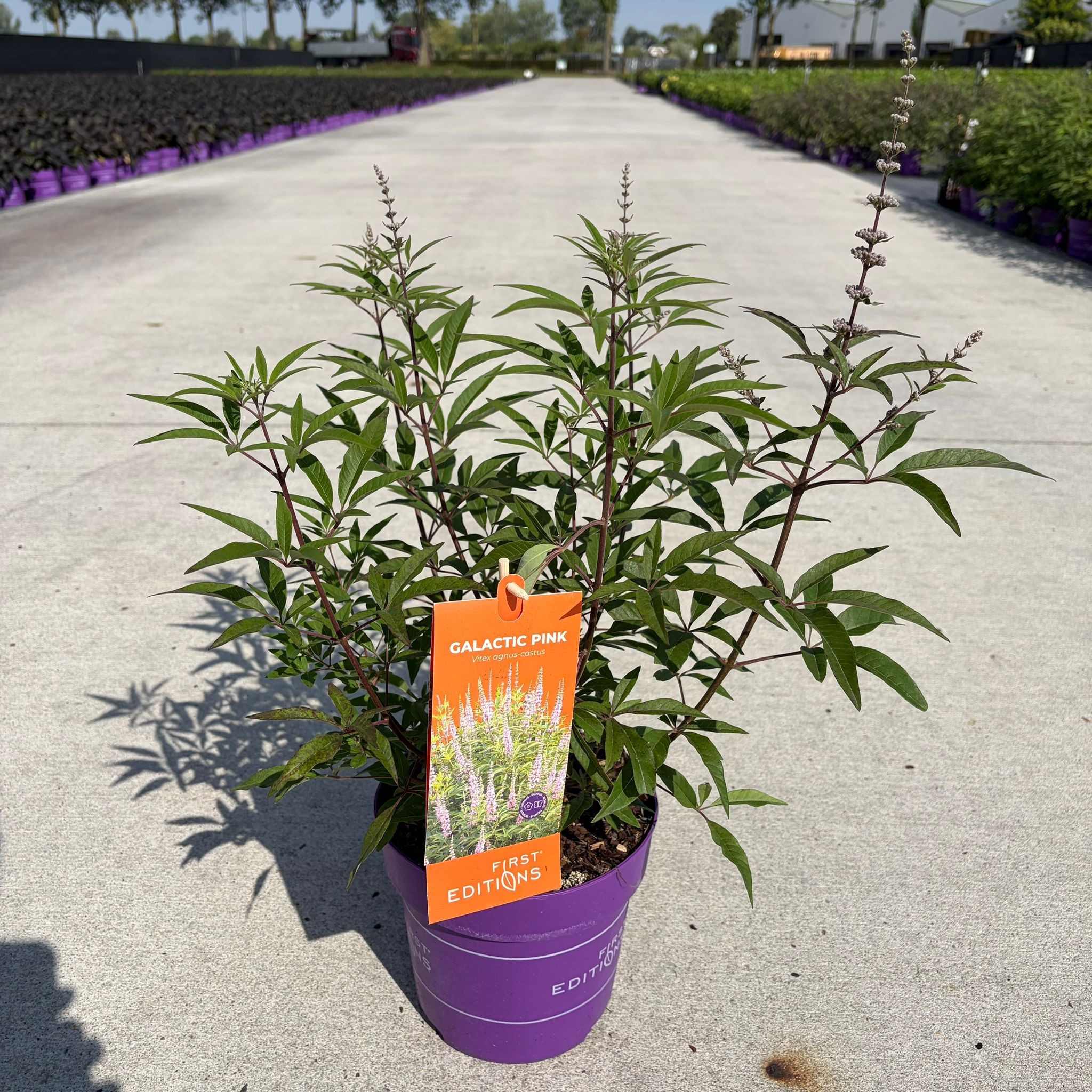 Vitex agnus-castus Galactic Pink ('Bailtextwo')