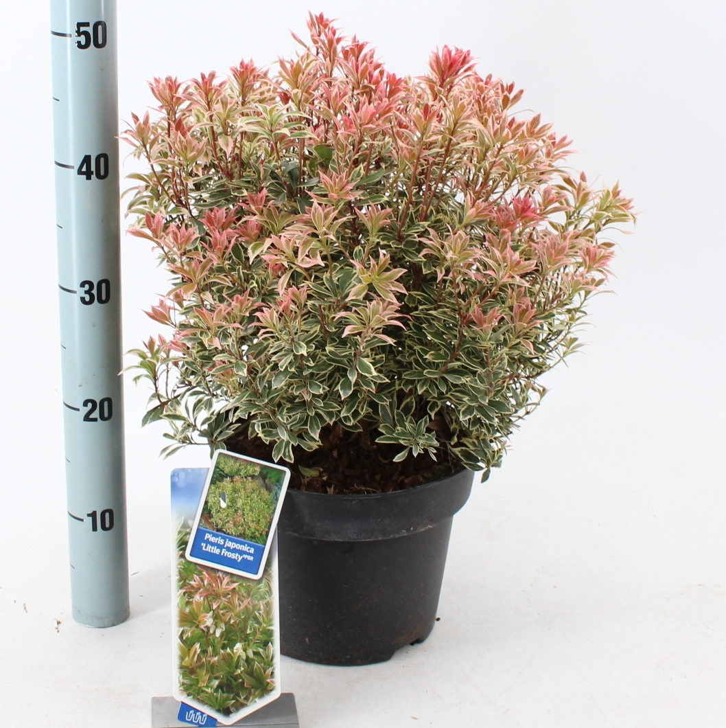 Picture of Pieris jap. ‘Little Frosty’ PBR