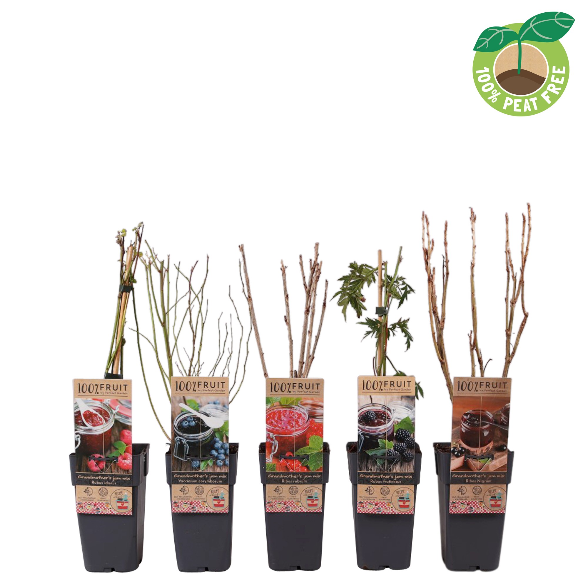 Picture of Jam theme fruitplants in varieties P15 (2 Ltr/high)