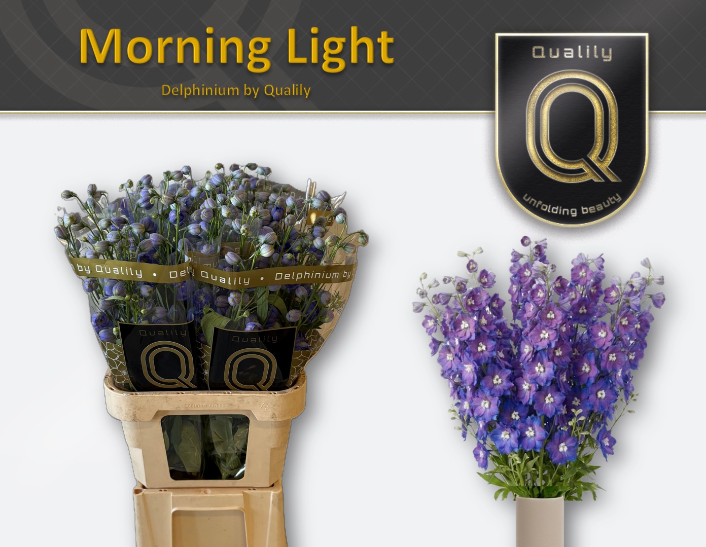 Delph Du Delp Mornin 80L.cm 23bloei