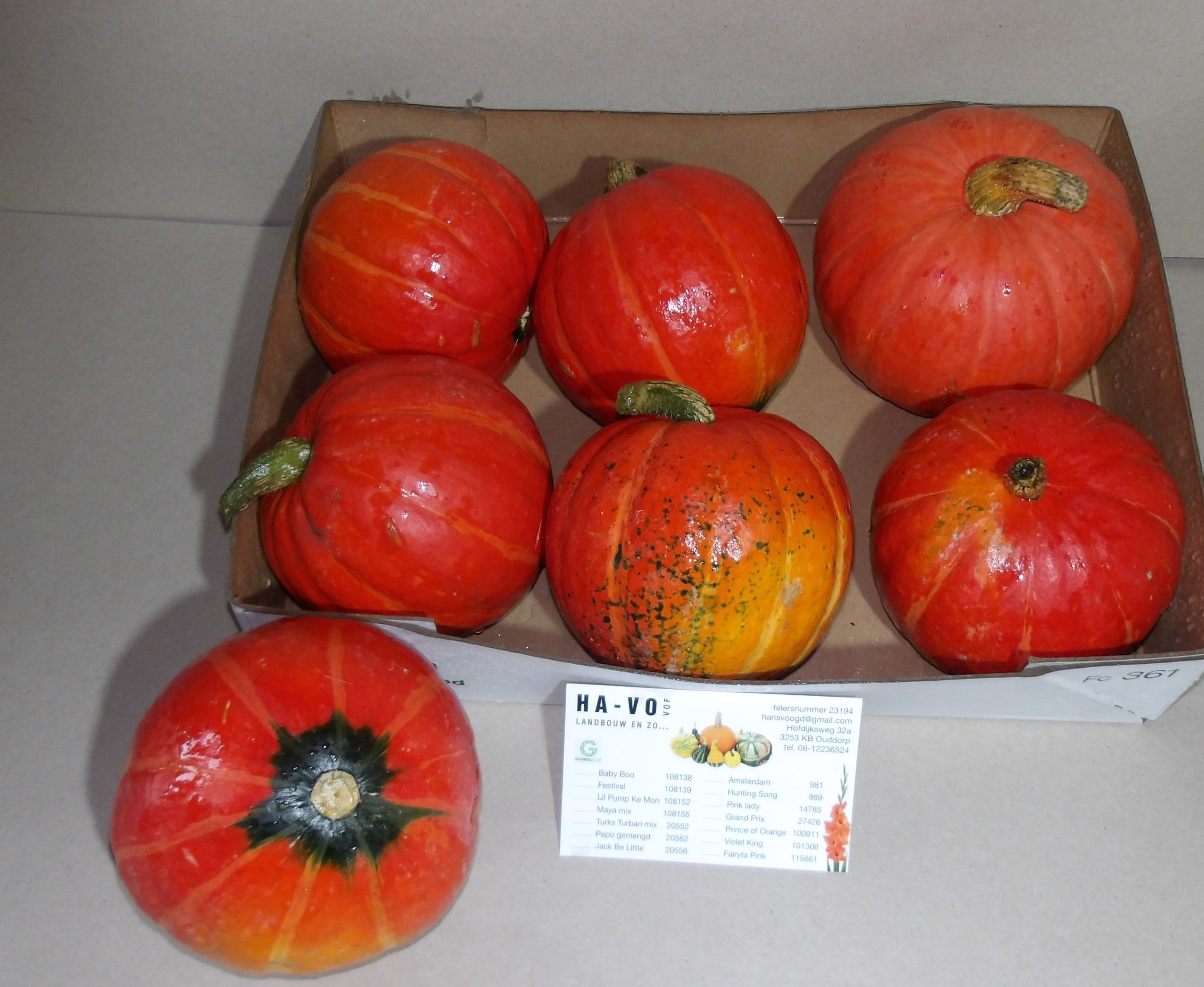 Cucurbita Orange (PUMPKIN)