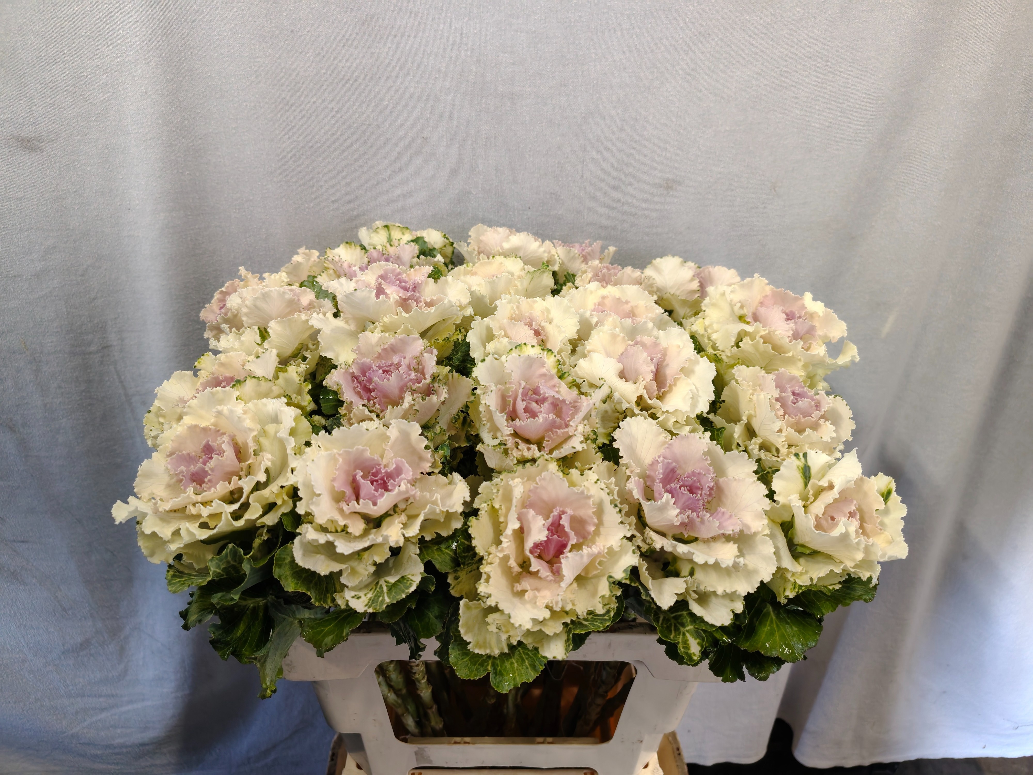 Brassica Crane Ruffle Bicolor 60cm
