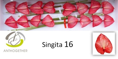 Anth A Singita