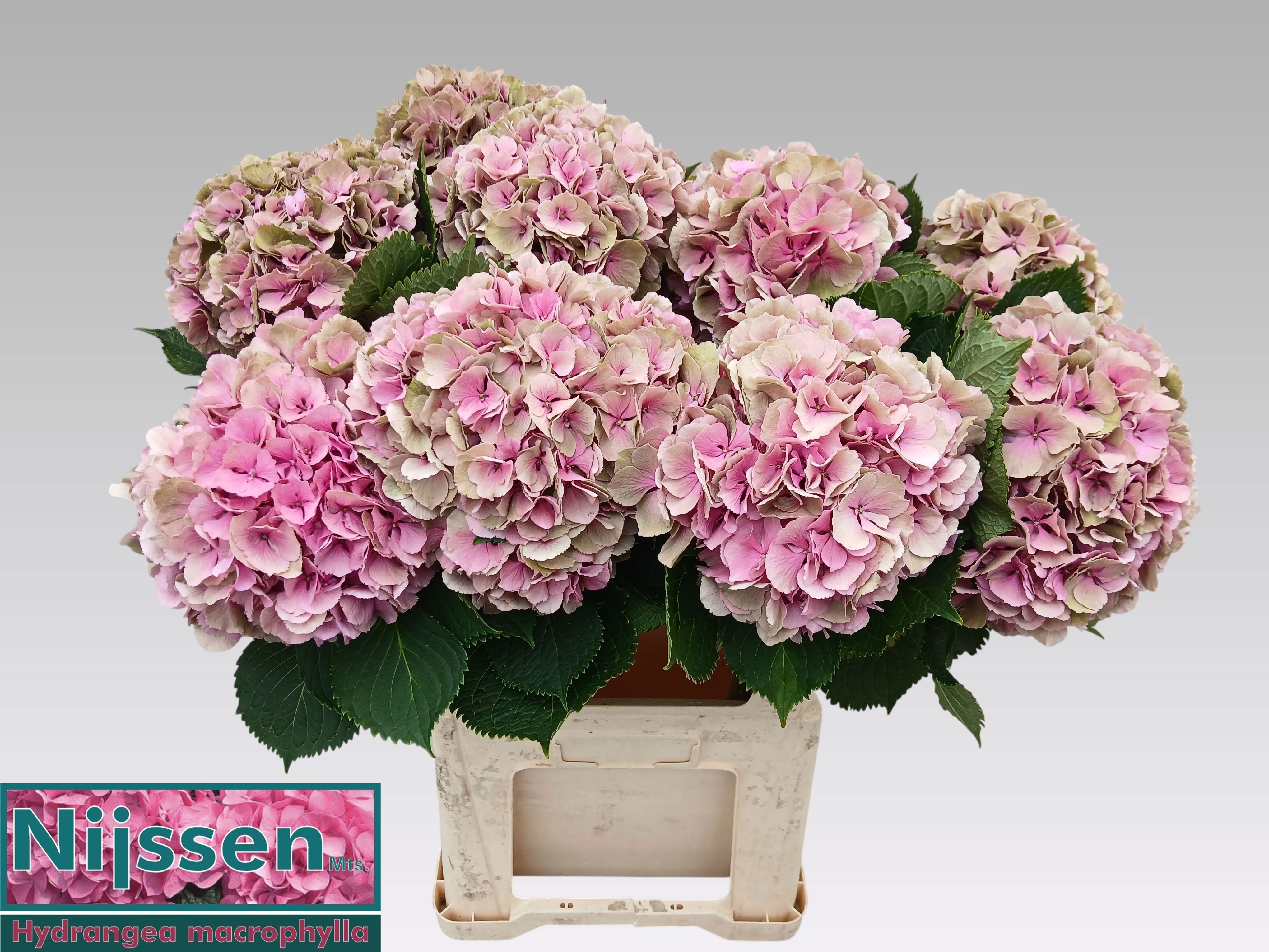 Hydrangea Elbtal Classic Pink 60cm 18Ø