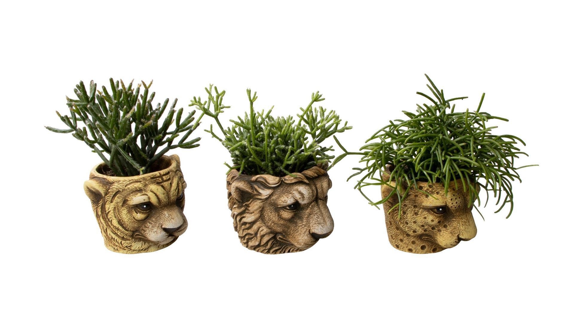 Rhipsalis L 65776 with Rhipsalis Mix