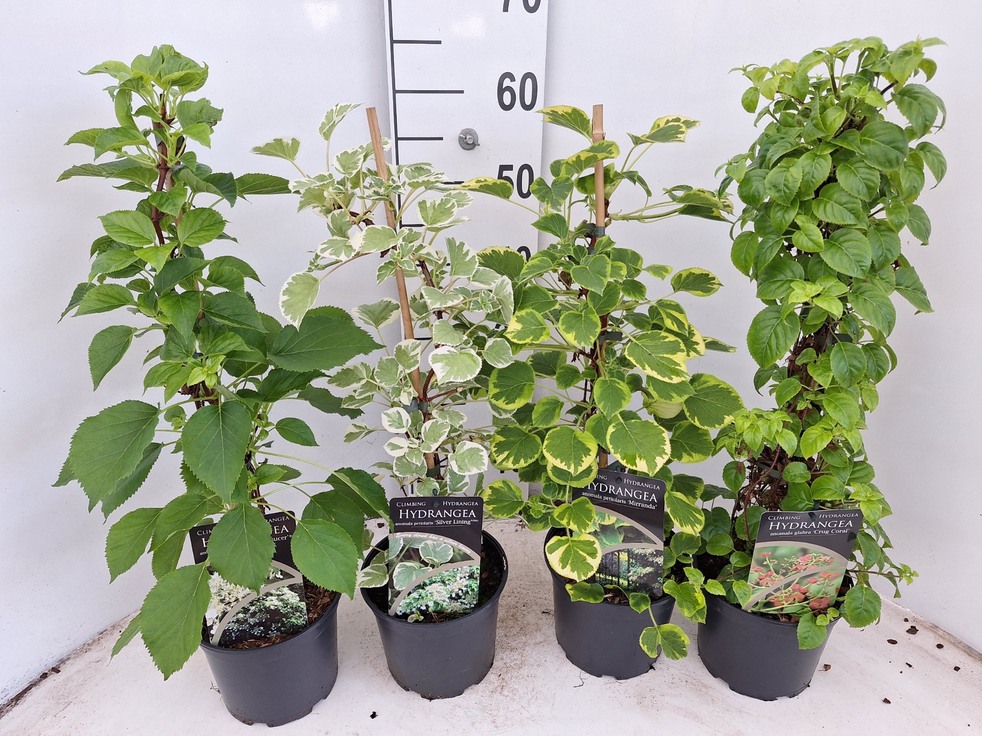 Picture of Hydrangea petiolaris in 4 soorten P17 (2 Ltr)