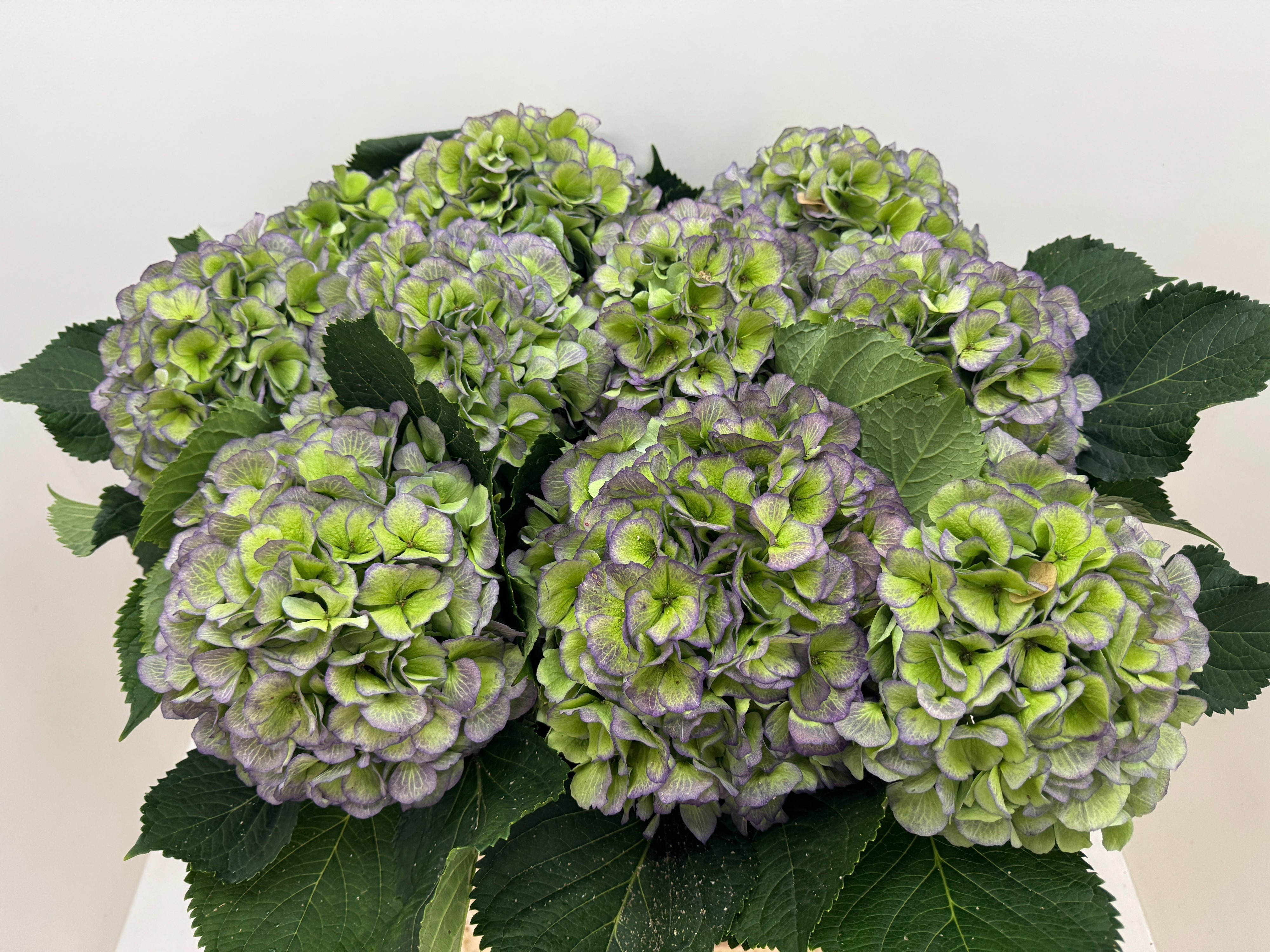 Hydrangea Verena Classic Blue 80cm 23Ø