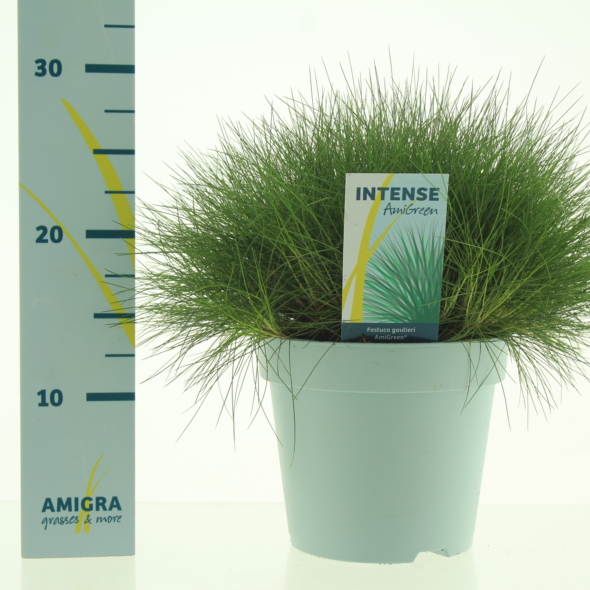 Picture of Festuca gautieri AmiGreen® P17 (2 Ltr)