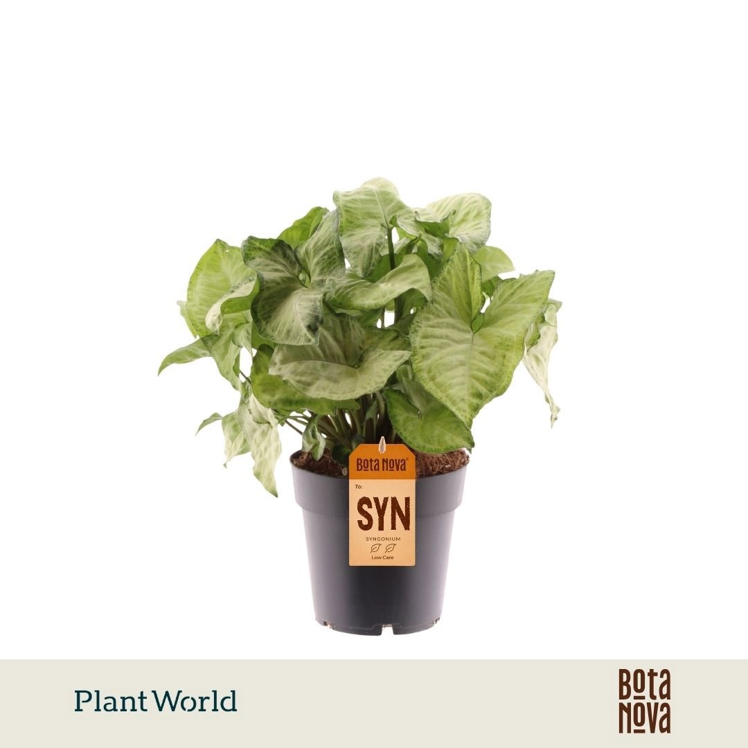 Syngonium 'White Butterfly'