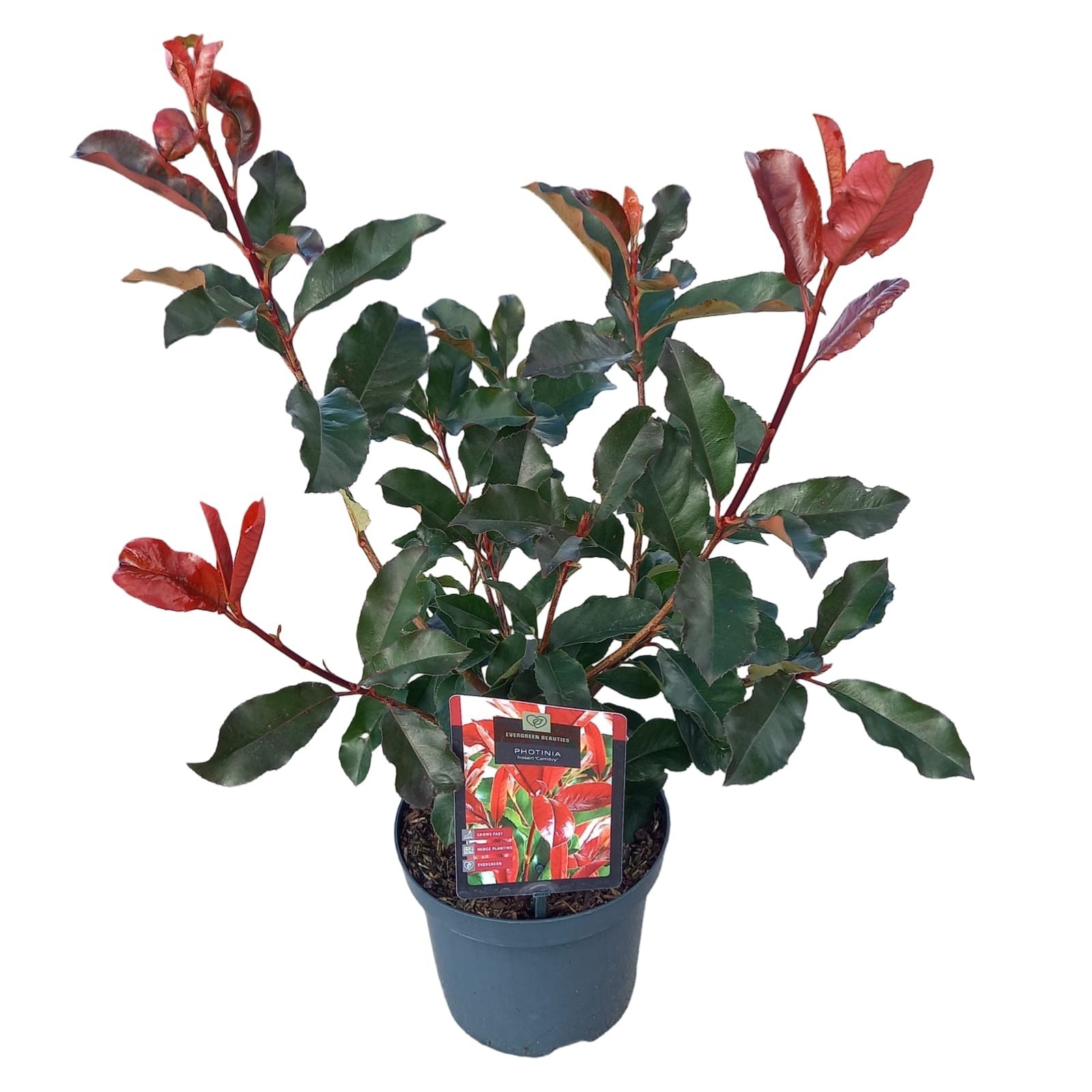 Photinia fraseri 'Camilvy'