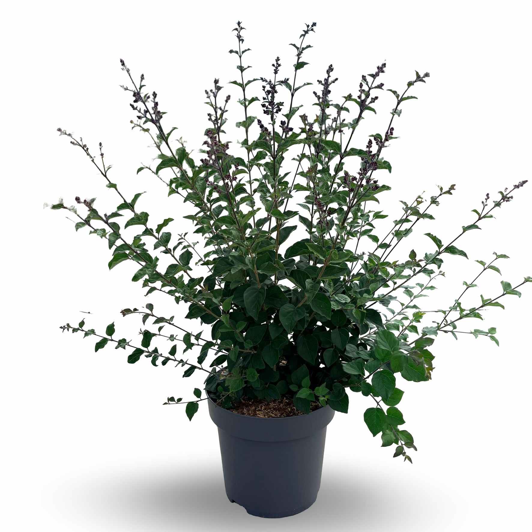 Syringa Bloomerang® Dark Purple ('SMSJBP7')