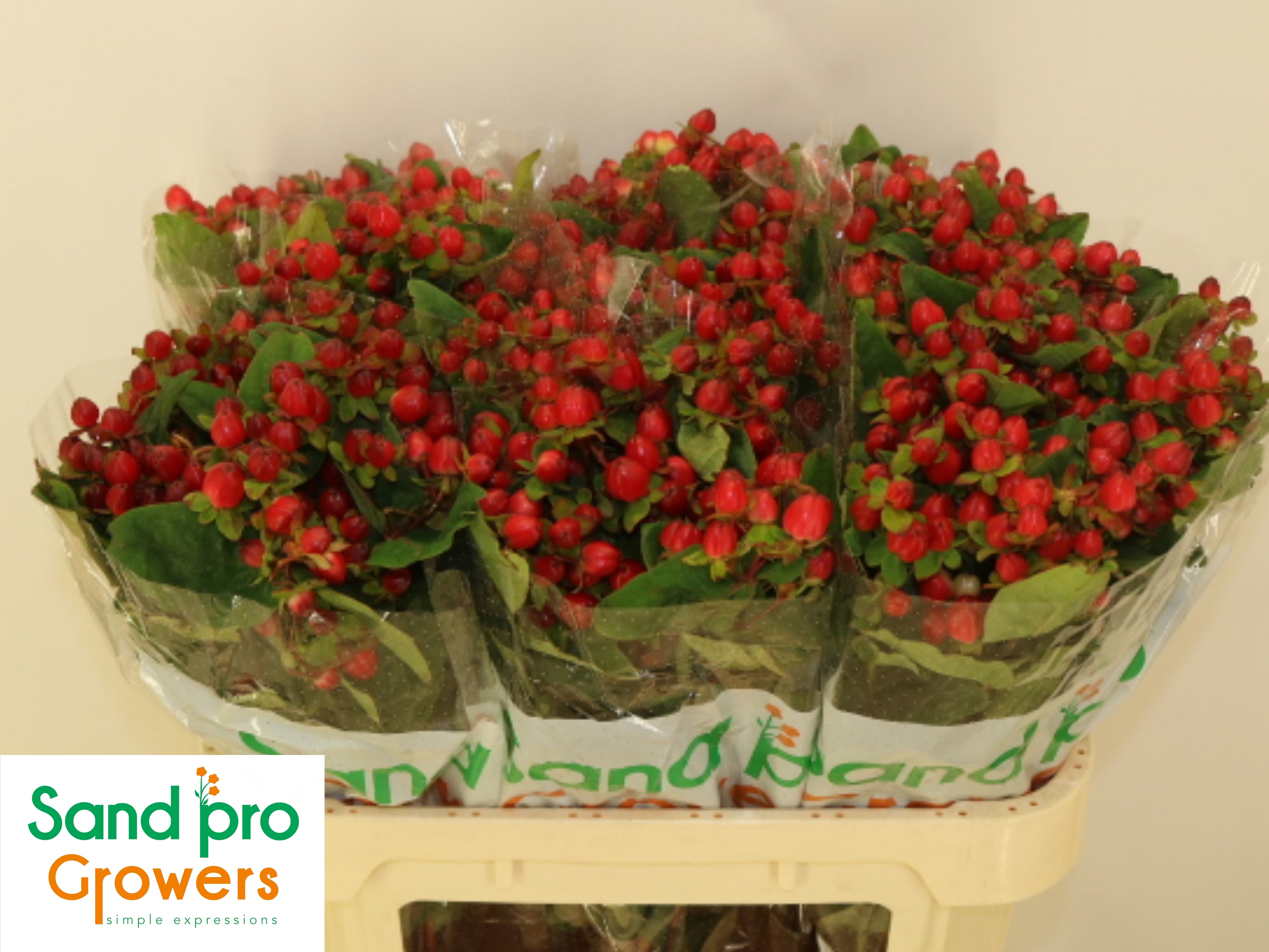 Hypericum Triumph 70cm