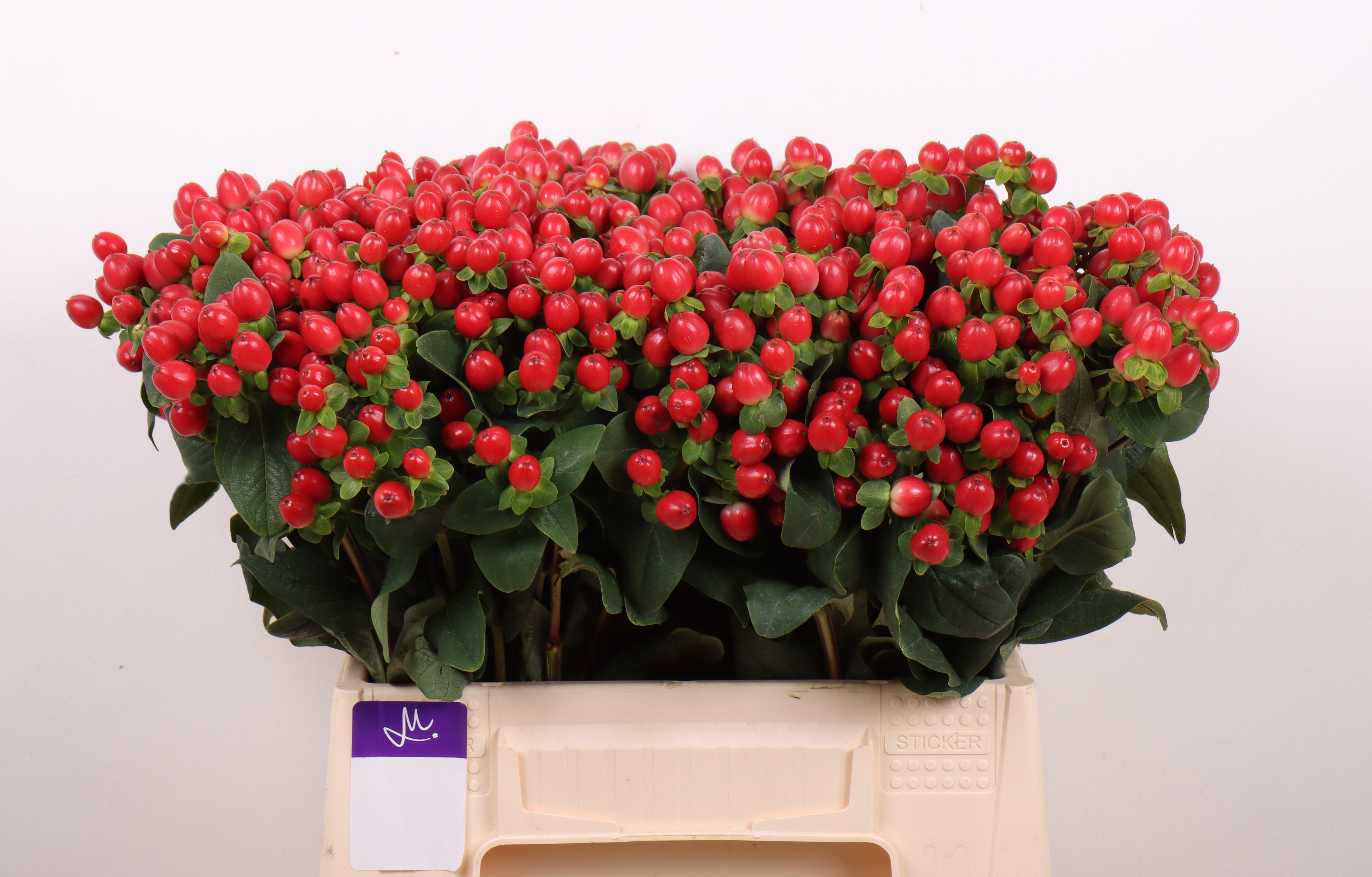 Hypericum Tomato Flair 40cm