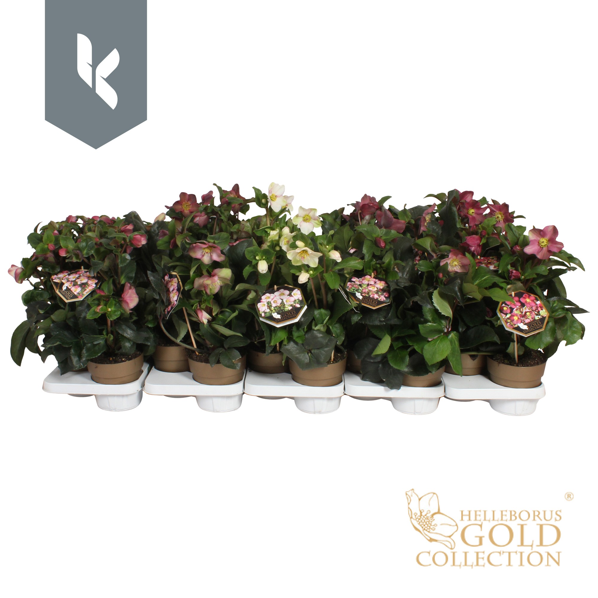 Picture of Helleborus Ice N' Roses in varieties P15 GOLD-COLLECTION