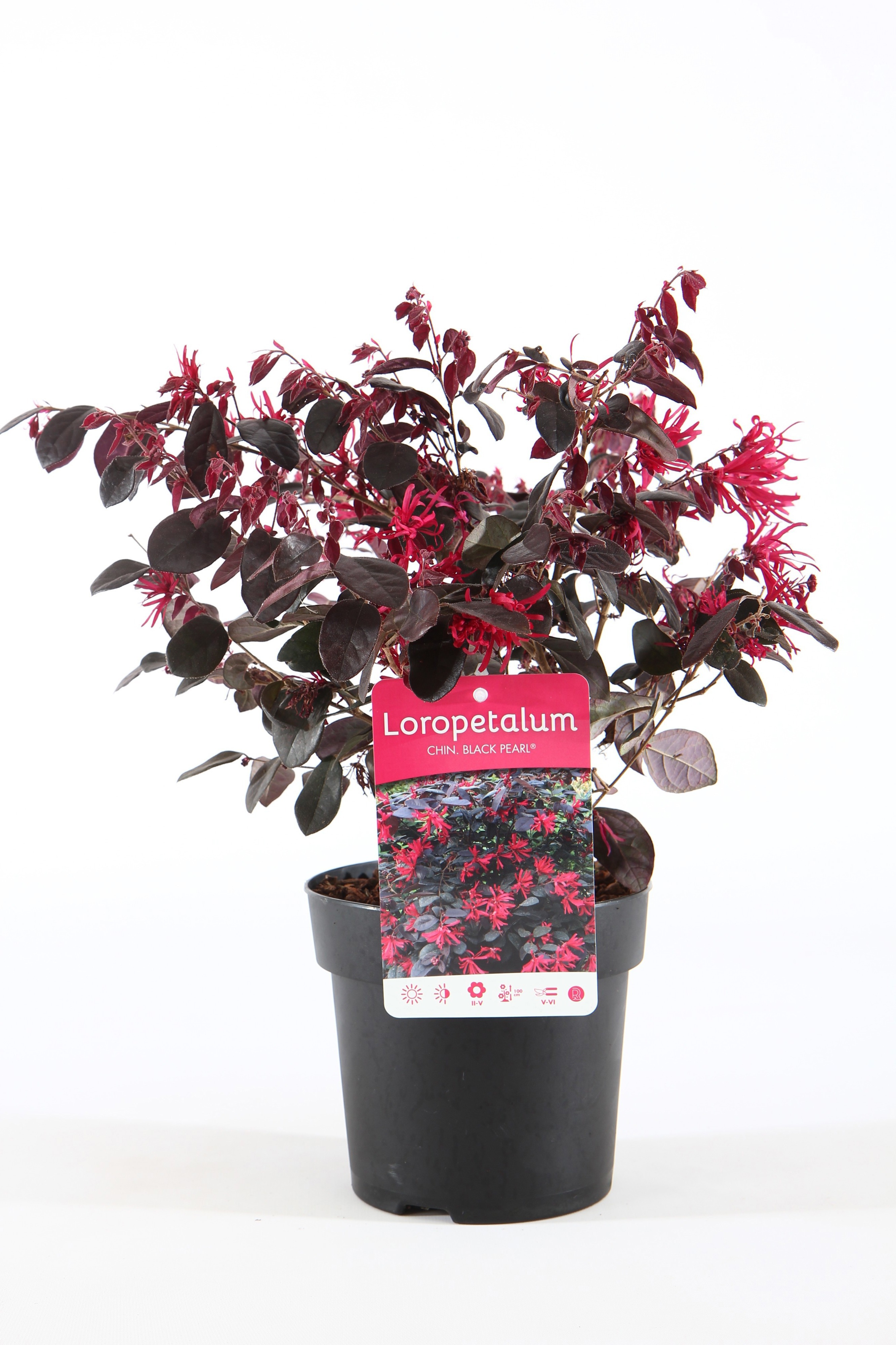 Loropetalum chinense Black Pearl® ('Pearl')