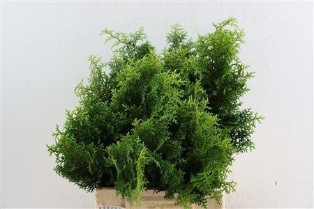 Chamaecyparis P Boulevard Bs 40cm