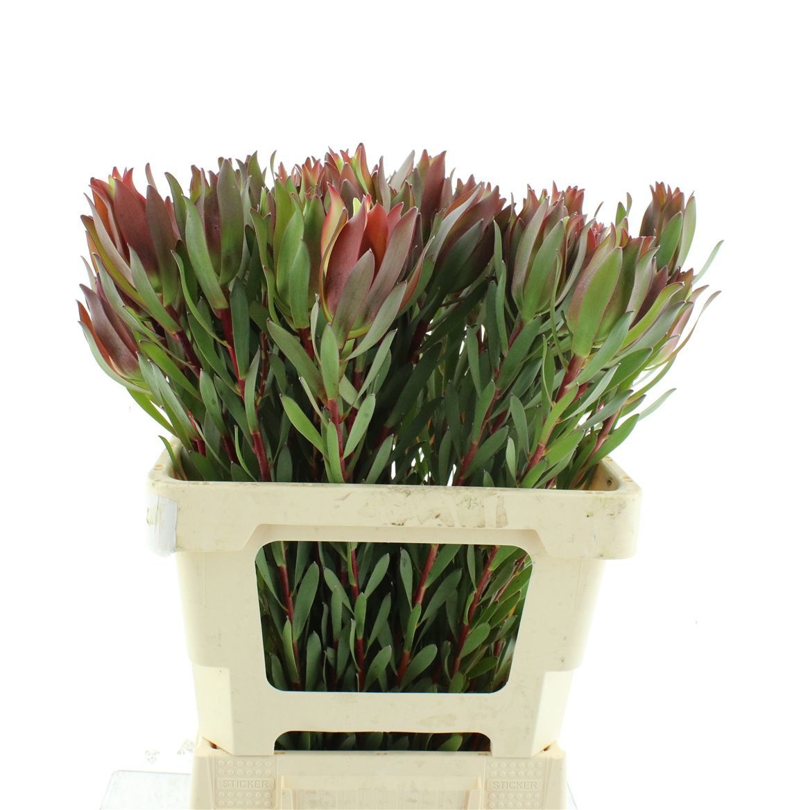 Leucadendron Inca Gold 60cm