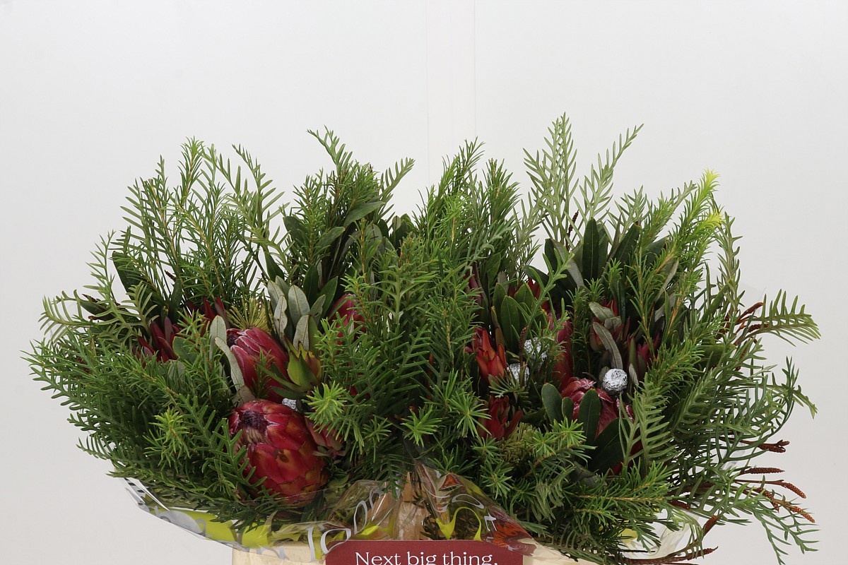 Protea Bouquet Per Bunch 40cm