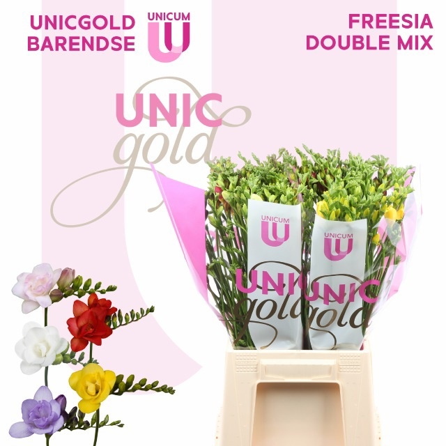Freesia Double Rainbow 50cm 22gram
