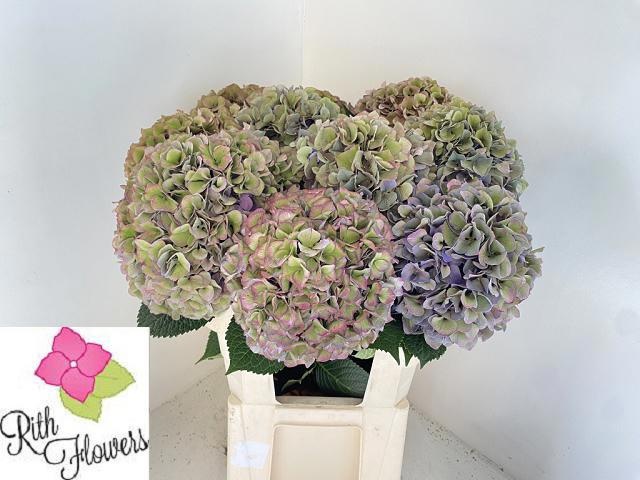 Hydrangea Royal Parade Classic 80cm 24Ø